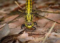 Black-tailed Skimmer - front, Heeswijk, Netherlands Female, found on a fallen tree. I'll use this sequence to document my general approach for photographing an active (daylight) dragonfly once located. It's not rocket science, and not all dragonflies behave the same, but just sharing experiences. Main steps:<br />
<br />
1. Registration shot. Take a somewhat distance shot to secure the observation. My camera has so much crop room that sometimes with just the registration shot I can crop out a reasonable closeup.<br />
<br />
2. Approach. The process of moving closer as well as getting to eye level. When approaching from the back, do not ever break their light, and try to get towards one of their sides very slowly without causing any movement in vegetation. It very much sees your movement in any case, you just need to trick it into not seeing it as a threat. Approaching from the front is easier, somehow they are more tolerant there.<br />
<br />
3. Take the shots, many of them, moving in a few mm each time. Move a few inches back and try a different angle. Flash does not seem to matter, they tolerate it well, unlike butterflies.<br />
<br />
4. With the main shots secured, you can consider adding a bit of creativity, trying weird angles or focusing on different body parts. <br />
<br />
https://www.jungledragon.com/image/62528/black-tailed_skimmer_heeswijk_netherlands.html<br />
https://www.jungledragon.com/image/62530/black-tailed_skimmer_-_front_ii_heeswijk_netherlands.html<br />
https://www.jungledragon.com/image/62531/black-tailed_skimmer_-_front_iii_heeswijk_netherlands.html<br />
https://www.jungledragon.com/image/62532/black-tailed_skimmer_-_side_heeswijk_netherlands.html<br />
https://www.jungledragon.com/image/62533/black-tailed_skimmer_-_abdomen_heeswijk_netherlands.html<br />
<br />
Lighting setup used:<br />
https://pbs.twimg.com/media/DgfQHncXkAAA5nH.jpg:large Black-tailed skimmer,Europe,Heeswijk-Dinther,Netherlands,Orthetrum cancellatum,World