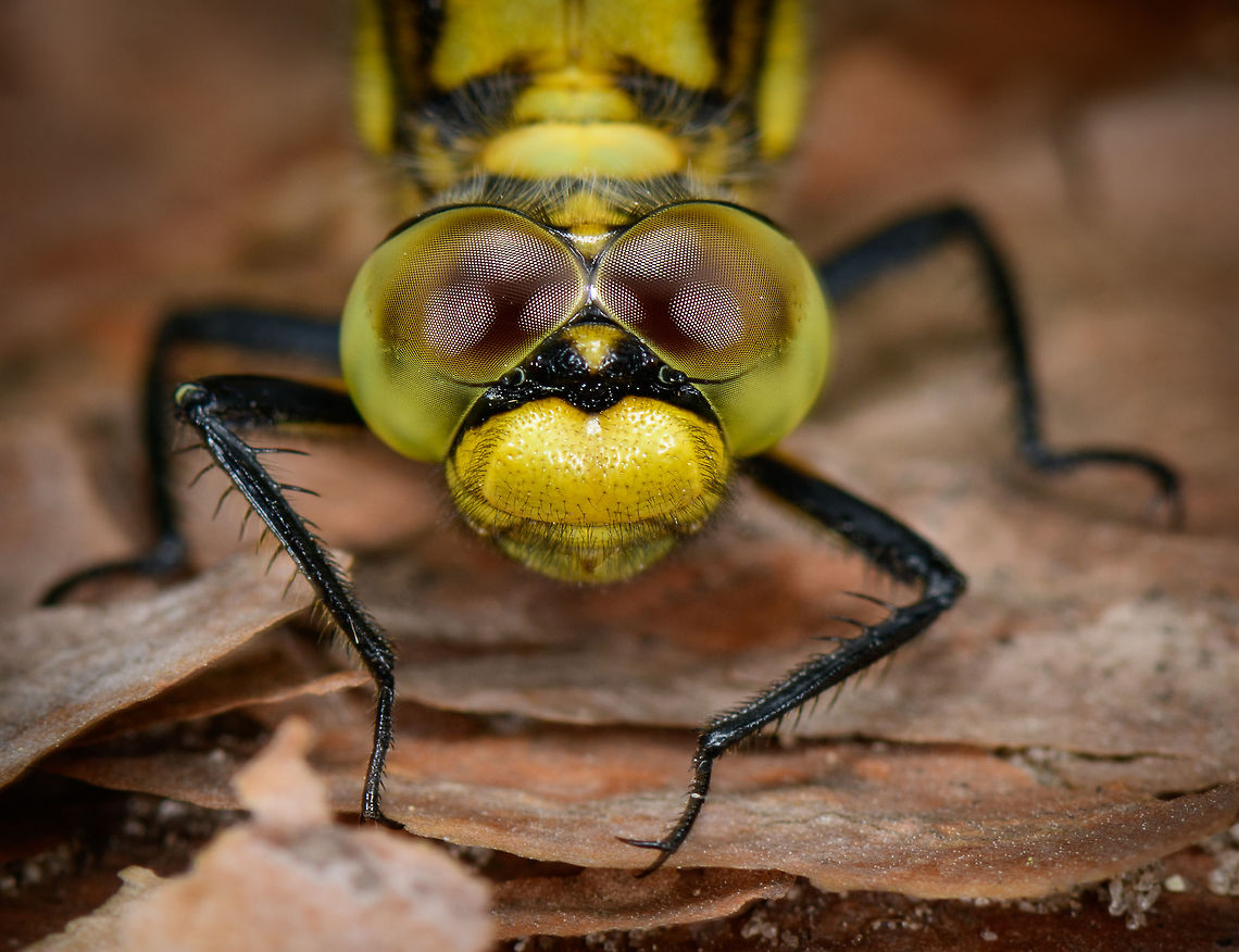 Black-tailed Skimmer - front II, Heeswijk, Netherlands Female, found on a fallen tree. I'll use this sequence to document my general approach for photographing an active (daylight) dragonfly once located. It's not rocket science, and not all dragonflies behave the same, but just sharing experiences. Main steps:<br />
<br />
1. Registration shot. Take a somewhat distance shot to secure the observation. My camera has so much crop room that sometimes with just the registration shot I can crop out a reasonable closeup.<br />
<br />
2. Approach. The process of moving closer as well as getting to eye level. When approaching from the back, do not ever break their light, and try to get towards one of their sides very slowly without causing any movement in vegetation. It very much sees your movement in any case, you just need to trick it into not seeing it as a threat. Approaching from the front is easier, somehow they are more tolerant there.<br />
<br />
3. Take the shots, many of them, moving in a few mm each time. Move a few inches back and try a different angle. Flash does not seem to matter, they tolerate it well, unlike butterflies.<br />
<br />
4. With the main shots secured, you can consider adding a bit of creativity, trying weird angles or focusing on different body parts. <br />
<br />
<figure class="photo"><a href="https://www.jungledragon.com/image/62528/black-tailed_skimmer_heeswijk_netherlands.html" title="Black-tailed Skimmer, Heeswijk, Netherlands"><img src="https://s3.amazonaws.com/media.jungledragon.com/images/2/62528_thumb.jpg?AWSAccessKeyId=05GMT0V3GWVNE7GGM1R2&Expires=1759968010&Signature=lRUaNJlzGH3L%2BcOrlEbghtFle4g%3D" width="200" height="162" alt="Black-tailed Skimmer, Heeswijk, Netherlands Female, found on a fallen tree. I'll use this sequence to document my general approach for photographing an active (daylight) dragonfly once located. It's not rocket science, and not all dragonflies behave the same, but just sharing experiences. Main steps:<br />
<br />
1. Registration shot. Take a somewhat distance shot to secure the observation. My camera has so much crop room that sometimes with just the registration shot I can crop out a reasonable closeup.<br />
<br />
2. Approach. The process of moving closer as well as getting to eye level. When approaching from the back, do not ever break their light, and try to get towards one of their sides very slowly without causing any movement in vegetation. It very much sees your movement in any case, you just need to trick it into not seeing it as a threat. Approaching from the front is easier, somehow they are more tolerant there.<br />
<br />
3. Take the shots, many of them, moving in a few mm each time. Move a few inches back and try a different angle. Flash does not seem to matter, they tolerate it well, unlike butterflies.<br />
<br />
4. With the main shots secured, you can consider adding a bit of creativity, trying weird angles or focusing on different body parts. <br />
<br />
https://www.jungledragon.com/image/62529/black-tailed_skimmer_-_front_heeswijk_netherlands.html<br />
https://www.jungledragon.com/image/62530/black-tailed_skimmer_-_front_ii_heeswijk_netherlands.html<br />
https://www.jungledragon.com/image/62531/black-tailed_skimmer_-_front_iii_heeswijk_netherlands.html<br />
https://www.jungledragon.com/image/62532/black-tailed_skimmer_-_side_heeswijk_netherlands.html<br />
https://www.jungledragon.com/image/62533/black-tailed_skimmer_-_abdomen_heeswijk_netherlands.html<br />
<br />
Lighting setup used:<br />
https://pbs.twimg.com/media/DgfQHncXkAAA5nH.jpg:large Black-tailed skimmer,Europe,Heeswijk-Dinther,Netherlands,Orthetrum cancellatum,World" /></a></figure><br />
<figure class="photo"><a href="https://www.jungledragon.com/image/62529/black-tailed_skimmer_-_front_heeswijk_netherlands.html" title="Black-tailed Skimmer - front, Heeswijk, Netherlands"><img src="https://s3.amazonaws.com/media.jungledragon.com/images/2/62529_thumb.jpg?AWSAccessKeyId=05GMT0V3GWVNE7GGM1R2&Expires=1759968010&Signature=1P%2FVqMqiOXqswdQZOhYaKB7rvNM%3D" width="200" height="144" alt="Black-tailed Skimmer - front, Heeswijk, Netherlands Female, found on a fallen tree. I'll use this sequence to document my general approach for photographing an active (daylight) dragonfly once located. It's not rocket science, and not all dragonflies behave the same, but just sharing experiences. Main steps:<br />
<br />
1. Registration shot. Take a somewhat distance shot to secure the observation. My camera has so much crop room that sometimes with just the registration shot I can crop out a reasonable closeup.<br />
<br />
2. Approach. The process of moving closer as well as getting to eye level. When approaching from the back, do not ever break their light, and try to get towards one of their sides very slowly without causing any movement in vegetation. It very much sees your movement in any case, you just need to trick it into not seeing it as a threat. Approaching from the front is easier, somehow they are more tolerant there.<br />
<br />
3. Take the shots, many of them, moving in a few mm each time. Move a few inches back and try a different angle. Flash does not seem to matter, they tolerate it well, unlike butterflies.<br />
<br />
4. With the main shots secured, you can consider adding a bit of creativity, trying weird angles or focusing on different body parts. <br />
<br />
https://www.jungledragon.com/image/62528/black-tailed_skimmer_heeswijk_netherlands.html<br />
https://www.jungledragon.com/image/62530/black-tailed_skimmer_-_front_ii_heeswijk_netherlands.html<br />
https://www.jungledragon.com/image/62531/black-tailed_skimmer_-_front_iii_heeswijk_netherlands.html<br />
https://www.jungledragon.com/image/62532/black-tailed_skimmer_-_side_heeswijk_netherlands.html<br />
https://www.jungledragon.com/image/62533/black-tailed_skimmer_-_abdomen_heeswijk_netherlands.html<br />
<br />
Lighting setup used:<br />
https://pbs.twimg.com/media/DgfQHncXkAAA5nH.jpg:large Black-tailed skimmer,Europe,Heeswijk-Dinther,Netherlands,Orthetrum cancellatum,World" /></a></figure><br />
<figure class="photo"><a href="https://www.jungledragon.com/image/62531/black-tailed_skimmer_-_front_iii_heeswijk_netherlands.html" title="Black-tailed Skimmer - front III, Heeswijk, Netherlands"><img src="https://s3.amazonaws.com/media.jungledragon.com/images/2/62531_thumb.jpg?AWSAccessKeyId=05GMT0V3GWVNE7GGM1R2&Expires=1759968010&Signature=23YfHFVr%2FHfmP3mf4BHjX1vU11Q%3D" width="200" height="186" alt="Black-tailed Skimmer - front III, Heeswijk, Netherlands Female, found on a fallen tree. I'll use this sequence to document my general approach for photographing an active (daylight) dragonfly once located. It's not rocket science, and not all dragonflies behave the same, but just sharing experiences. Main steps:<br />
<br />
1. Registration shot. Take a somewhat distance shot to secure the observation. My camera has so much crop room that sometimes with just the registration shot I can crop out a reasonable closeup.<br />
<br />
2. Approach. The process of moving closer as well as getting to eye level. When approaching from the back, do not ever break their light, and try to get towards one of their sides very slowly without causing any movement in vegetation. It very much sees your movement in any case, you just need to trick it into not seeing it as a threat. Approaching from the front is easier, somehow they are more tolerant there.<br />
<br />
3. Take the shots, many of them, moving in a few mm each time. Move a few inches back and try a different angle. Flash does not seem to matter, they tolerate it well, unlike butterflies.<br />
<br />
4. With the main shots secured, you can consider adding a bit of creativity, trying weird angles or focusing on different body parts. <br />
<br />
https://www.jungledragon.com/image/62528/black-tailed_skimmer_heeswijk_netherlands.html<br />
https://www.jungledragon.com/image/62529/black-tailed_skimmer_-_front_heeswijk_netherlands.html<br />
https://www.jungledragon.com/image/62530/black-tailed_skimmer_-_front_ii_heeswijk_netherlands.html<br />
https://www.jungledragon.com/image/62532/black-tailed_skimmer_-_side_heeswijk_netherlands.html<br />
https://www.jungledragon.com/image/62533/black-tailed_skimmer_-_abdomen_heeswijk_netherlands.html<br />
<br />
Lighting setup used:<br />
https://pbs.twimg.com/media/DgfQHncXkAAA5nH.jpg:large Black-tailed skimmer,Europe,Heeswijk-Dinther,Netherlands,Orthetrum cancellatum,World" /></a></figure><br />
<figure class="photo"><a href="https://www.jungledragon.com/image/62532/black-tailed_skimmer_-_side_heeswijk_netherlands.html" title="Black-tailed Skimmer - side, Heeswijk, Netherlands"><img src="https://s3.amazonaws.com/media.jungledragon.com/images/2/62532_thumb.jpg?AWSAccessKeyId=05GMT0V3GWVNE7GGM1R2&Expires=1759968010&Signature=udp2sgQm6y95t0GdmVW7WpBSsOA%3D" width="132" height="152" alt="Black-tailed Skimmer - side, Heeswijk, Netherlands Female, found on a fallen tree. I'll use this sequence to document my general approach for photographing an active (daylight) dragonfly once located. It's not rocket science, and not all dragonflies behave the same, but just sharing experiences. Main steps:<br />
<br />
1. Registration shot. Take a somewhat distance shot to secure the observation. My camera has so much crop room that sometimes with just the registration shot I can crop out a reasonable closeup.<br />
<br />
2. Approach. The process of moving closer as well as getting to eye level. When approaching from the back, do not ever break their light, and try to get towards one of their sides very slowly without causing any movement in vegetation. It very much sees your movement in any case, you just need to trick it into not seeing it as a threat. Approaching from the front is easier, somehow they are more tolerant there.<br />
<br />
3. Take the shots, many of them, moving in a few mm each time. Move a few inches back and try a different angle. Flash does not seem to matter, they tolerate it well, unlike butterflies.<br />
<br />
4. With the main shots secured, you can consider adding a bit of creativity, trying weird angles or focusing on different body parts. <br />
<br />
https://www.jungledragon.com/image/62528/black-tailed_skimmer_heeswijk_netherlands.html<br />
https://www.jungledragon.com/image/62529/black-tailed_skimmer_-_front_heeswijk_netherlands.html<br />
https://www.jungledragon.com/image/62530/black-tailed_skimmer_-_front_ii_heeswijk_netherlands.html<br />
https://www.jungledragon.com/image/62531/black-tailed_skimmer_-_front_iii_heeswijk_netherlands.html<br />
https://www.jungledragon.com/image/62533/black-tailed_skimmer_-_abdomen_heeswijk_netherlands.html<br />
<br />
Lighting setup used:<br />
https://pbs.twimg.com/media/DgfQHncXkAAA5nH.jpg:large Black-tailed skimmer,Europe,Heeswijk-Dinther,Netherlands,Orthetrum cancellatum,World" /></a></figure><br />
<figure class="photo"><a href="https://www.jungledragon.com/image/62533/black-tailed_skimmer_-_abdomen_heeswijk_netherlands.html" title="Black-tailed Skimmer - abdomen, Heeswijk, Netherlands"><img src="https://s3.amazonaws.com/media.jungledragon.com/images/2/62533_thumb.jpg?AWSAccessKeyId=05GMT0V3GWVNE7GGM1R2&Expires=1759968010&Signature=I06l7ih9TwJ4ILERENlhsQcUWBM%3D" width="200" height="64" alt="Black-tailed Skimmer - abdomen, Heeswijk, Netherlands Female, found on a fallen tree. I'll use this sequence to document my general approach for photographing an active (daylight) dragonfly once located. It's not rocket science, and not all dragonflies behave the same, but just sharing experiences. Main steps:<br />
<br />
1. Registration shot. Take a somewhat distance shot to secure the observation. My camera has so much crop room that sometimes with just the registration shot I can crop out a reasonable closeup.<br />
<br />
2. Approach. The process of moving closer as well as getting to eye level. When approaching from the back, do not ever break their light, and try to get towards one of their sides very slowly without causing any movement in vegetation. It very much sees your movement in any case, you just need to trick it into not seeing it as a threat. Approaching from the front is easier, somehow they are more tolerant there.<br />
<br />
3. Take the shots, many of them, moving in a few mm each time. Move a few inches back and try a different angle. Flash does not seem to matter, they tolerate it well, unlike butterflies.<br />
<br />
4. With the main shots secured, you can consider adding a bit of creativity, trying weird angles or focusing on different body parts. <br />
<br />
https://www.jungledragon.com/image/62528/black-tailed_skimmer_heeswijk_netherlands.html<br />
https://www.jungledragon.com/image/62529/black-tailed_skimmer_-_front_heeswijk_netherlands.html<br />
https://www.jungledragon.com/image/62530/black-tailed_skimmer_-_front_ii_heeswijk_netherlands.html<br />
https://www.jungledragon.com/image/62531/black-tailed_skimmer_-_front_iii_heeswijk_netherlands.html<br />
https://www.jungledragon.com/image/62532/black-tailed_skimmer_-_side_heeswijk_netherlands.html<br />
<br />
Lighting setup used:<br />
https://pbs.twimg.com/media/DgfQHncXkAAA5nH.jpg:large Black-tailed skimmer,Europe,Heeswijk-Dinther,Netherlands,Orthetrum cancellatum,World" /></a></figure><br />
<br />
Lighting setup used:<br />
<a href="https://pbs.twimg.com/media/DgfQHncXkAAA5nH.jpg:large" rel="nofollow">https://pbs.twimg.com/media/DgfQHncXkAAA5nH.jpg:large</a> Black-tailed skimmer,Europe,Heeswijk-Dinther,Netherlands,Orthetrum cancellatum,World