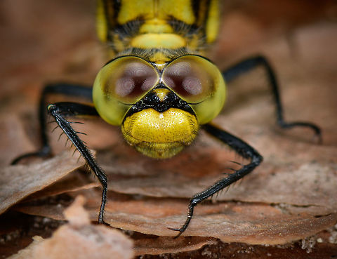 Black-tailed Skimmer - front II, Heeswijk, Netherlands Female, found on a fallen tree. I'll use this sequence to document my general approach for photographing an active (daylight) dragonfly once located. It's not rocket science, and not all dragonflies behave the same, but just sharing experiences. Main steps:

1. Registration shot. Take a somewhat distance shot to secure the observation. My camera has so much crop room that sometimes with just the registration shot I can crop out a reasonable closeup.

2. Approach. The process of moving closer as well as getting to eye level. When approaching from the back, do not ever break their light, and try to get towards one of their sides very slowly without causing any movement in vegetation. It very much sees your movement in any case, you just need to trick it into not seeing it as a threat. Approaching from the front is easier, somehow they are more tolerant there.

3. Take the shots, many of them, moving in a few mm each time. Move a few inches back and try a different angle. Flash does not seem to matter, they tolerate it well, unlike butterflies.

4. With the main shots secured, you can consider adding a bit of creativity, trying weird angles or focusing on different body parts. 

https://www.jungledragon.com/image/62528/black-tailed_skimmer_heeswijk_netherlands.html
https://www.jungledragon.com/image/62529/black-tailed_skimmer_-_front_heeswijk_netherlands.html
https://www.jungledragon.com/image/62531/black-tailed_skimmer_-_front_iii_heeswijk_netherlands.html
https://www.jungledragon.com/image/62532/black-tailed_skimmer_-_side_heeswijk_netherlands.html
https://www.jungledragon.com/image/62533/black-tailed_skimmer_-_abdomen_heeswijk_netherlands.html

Lighting setup used:
https://pbs.twimg.com/media/DgfQHncXkAAA5nH.jpg:large Black-tailed skimmer,Europe,Heeswijk-Dinther,Netherlands,Orthetrum cancellatum,World