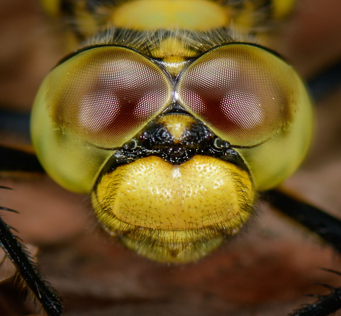 Black-tailed Skimmer - front III, Heeswijk, Netherlands Female, found on a fallen tree. I&#039;ll use this sequence to document my general approach for photographing an active (daylight) dragonfly once located. It&#039;s not rocket science, and not all dragonflies behave the same, but just sharing experiences. Main steps:<br />
<br />
1. Registration shot. Take a somewhat distance shot to secure the observation. My camera has so much crop room that sometimes with just the registration shot I can crop out a reasonable closeup.<br />
<br />
2. Approach. The process of moving closer as well as getting to eye level. When approaching from the back, do not ever break their light, and try to get towards one of their sides very slowly without causing any movement in vegetation. It very much sees your movement in any case, you just need to trick it into not seeing it as a threat. Approaching from the front is easier, somehow they are more tolerant there.<br />
<br />
3. Take the shots, many of them, moving in a few mm each time. Move a few inches back and try a different angle. Flash does not seem to matter, they tolerate it well, unlike butterflies.<br />
<br />
4. With the main shots secured, you can consider adding a bit of creativity, trying weird angles or focusing on different body parts. <br />
<br />
<figure class="photo"><a href="https://www.jungledragon.com/image/62528/black-tailed_skimmer_heeswijk_netherlands.html" title="Black-tailed Skimmer, Heeswijk, Netherlands"><img src="https://s3.amazonaws.com/media.jungledragon.com/images/2/62528_thumb.jpg?AWSAccessKeyId=05GMT0V3GWVNE7GGM1R2&Expires=1767225610&Signature=JVn4HTyAiuKqk%2F4os9NEVTI9N3g%3D" width="200" height="162" alt="Black-tailed Skimmer, Heeswijk, Netherlands Female, found on a fallen tree. I&#039;ll use this sequence to document my general approach for photographing an active (daylight) dragonfly once located. It&#039;s not rocket science, and not all dragonflies behave the same, but just sharing experiences. Main steps:<br />
<br />
1. Registration shot. Take a somewhat distance shot to secure the observation. My camera has so much crop room that sometimes with just the registration shot I can crop out a reasonable closeup.<br />
<br />
2. Approach. The process of moving closer as well as getting to eye level. When approaching from the back, do not ever break their light, and try to get towards one of their sides very slowly without causing any movement in vegetation. It very much sees your movement in any case, you just need to trick it into not seeing it as a threat. Approaching from the front is easier, somehow they are more tolerant there.<br />
<br />
3. Take the shots, many of them, moving in a few mm each time. Move a few inches back and try a different angle. Flash does not seem to matter, they tolerate it well, unlike butterflies.<br />
<br />
4. With the main shots secured, you can consider adding a bit of creativity, trying weird angles or focusing on different body parts. <br />
<br />
https://www.jungledragon.com/image/62529/black-tailed_skimmer_-_front_heeswijk_netherlands.html<br />
https://www.jungledragon.com/image/62530/black-tailed_skimmer_-_front_ii_heeswijk_netherlands.html<br />
https://www.jungledragon.com/image/62531/black-tailed_skimmer_-_front_iii_heeswijk_netherlands.html<br />
https://www.jungledragon.com/image/62532/black-tailed_skimmer_-_side_heeswijk_netherlands.html<br />
https://www.jungledragon.com/image/62533/black-tailed_skimmer_-_abdomen_heeswijk_netherlands.html<br />
<br />
Lighting setup used:<br />
https://pbs.twimg.com/media/DgfQHncXkAAA5nH.jpg:large Black-tailed skimmer,Europe,Heeswijk-Dinther,Netherlands,Orthetrum cancellatum,World" /></a></figure><br />
<figure class="photo"><a href="https://www.jungledragon.com/image/62529/black-tailed_skimmer_-_front_heeswijk_netherlands.html" title="Black-tailed Skimmer - front, Heeswijk, Netherlands"><img src="https://s3.amazonaws.com/media.jungledragon.com/images/2/62529_thumb.jpg?AWSAccessKeyId=05GMT0V3GWVNE7GGM1R2&Expires=1767225610&Signature=czxpeBBwY%2FeFvv89Y3CBi%2BJ4qPw%3D" width="200" height="144" alt="Black-tailed Skimmer - front, Heeswijk, Netherlands Female, found on a fallen tree. I&#039;ll use this sequence to document my general approach for photographing an active (daylight) dragonfly once located. It&#039;s not rocket science, and not all dragonflies behave the same, but just sharing experiences. Main steps:<br />
<br />
1. Registration shot. Take a somewhat distance shot to secure the observation. My camera has so much crop room that sometimes with just the registration shot I can crop out a reasonable closeup.<br />
<br />
2. Approach. The process of moving closer as well as getting to eye level. When approaching from the back, do not ever break their light, and try to get towards one of their sides very slowly without causing any movement in vegetation. It very much sees your movement in any case, you just need to trick it into not seeing it as a threat. Approaching from the front is easier, somehow they are more tolerant there.<br />
<br />
3. Take the shots, many of them, moving in a few mm each time. Move a few inches back and try a different angle. Flash does not seem to matter, they tolerate it well, unlike butterflies.<br />
<br />
4. With the main shots secured, you can consider adding a bit of creativity, trying weird angles or focusing on different body parts. <br />
<br />
https://www.jungledragon.com/image/62528/black-tailed_skimmer_heeswijk_netherlands.html<br />
https://www.jungledragon.com/image/62530/black-tailed_skimmer_-_front_ii_heeswijk_netherlands.html<br />
https://www.jungledragon.com/image/62531/black-tailed_skimmer_-_front_iii_heeswijk_netherlands.html<br />
https://www.jungledragon.com/image/62532/black-tailed_skimmer_-_side_heeswijk_netherlands.html<br />
https://www.jungledragon.com/image/62533/black-tailed_skimmer_-_abdomen_heeswijk_netherlands.html<br />
<br />
Lighting setup used:<br />
https://pbs.twimg.com/media/DgfQHncXkAAA5nH.jpg:large Black-tailed skimmer,Europe,Heeswijk-Dinther,Netherlands,Orthetrum cancellatum,World" /></a></figure><br />
<figure class="photo"><a href="https://www.jungledragon.com/image/62530/black-tailed_skimmer_-_front_ii_heeswijk_netherlands.html" title="Black-tailed Skimmer - front II, Heeswijk, Netherlands"><img src="https://s3.amazonaws.com/media.jungledragon.com/images/2/62530_thumb.jpg?AWSAccessKeyId=05GMT0V3GWVNE7GGM1R2&Expires=1767225610&Signature=%2B15Qj3po5AINuzuTInH%2B5Sdb0Kw%3D" width="200" height="154" alt="Black-tailed Skimmer - front II, Heeswijk, Netherlands Female, found on a fallen tree. I&#039;ll use this sequence to document my general approach for photographing an active (daylight) dragonfly once located. It&#039;s not rocket science, and not all dragonflies behave the same, but just sharing experiences. Main steps:<br />
<br />
1. Registration shot. Take a somewhat distance shot to secure the observation. My camera has so much crop room that sometimes with just the registration shot I can crop out a reasonable closeup.<br />
<br />
2. Approach. The process of moving closer as well as getting to eye level. When approaching from the back, do not ever break their light, and try to get towards one of their sides very slowly without causing any movement in vegetation. It very much sees your movement in any case, you just need to trick it into not seeing it as a threat. Approaching from the front is easier, somehow they are more tolerant there.<br />
<br />
3. Take the shots, many of them, moving in a few mm each time. Move a few inches back and try a different angle. Flash does not seem to matter, they tolerate it well, unlike butterflies.<br />
<br />
4. With the main shots secured, you can consider adding a bit of creativity, trying weird angles or focusing on different body parts. <br />
<br />
https://www.jungledragon.com/image/62528/black-tailed_skimmer_heeswijk_netherlands.html<br />
https://www.jungledragon.com/image/62529/black-tailed_skimmer_-_front_heeswijk_netherlands.html<br />
https://www.jungledragon.com/image/62531/black-tailed_skimmer_-_front_iii_heeswijk_netherlands.html<br />
https://www.jungledragon.com/image/62532/black-tailed_skimmer_-_side_heeswijk_netherlands.html<br />
https://www.jungledragon.com/image/62533/black-tailed_skimmer_-_abdomen_heeswijk_netherlands.html<br />
<br />
Lighting setup used:<br />
https://pbs.twimg.com/media/DgfQHncXkAAA5nH.jpg:large Black-tailed skimmer,Europe,Heeswijk-Dinther,Netherlands,Orthetrum cancellatum,World" /></a></figure><br />
<figure class="photo"><a href="https://www.jungledragon.com/image/62532/black-tailed_skimmer_-_side_heeswijk_netherlands.html" title="Black-tailed Skimmer - side, Heeswijk, Netherlands"><img src="https://s3.amazonaws.com/media.jungledragon.com/images/2/62532_thumb.jpg?AWSAccessKeyId=05GMT0V3GWVNE7GGM1R2&Expires=1767225610&Signature=iY7vcRjxVFThNFAdj20vCXprUS0%3D" width="132" height="152" alt="Black-tailed Skimmer - side, Heeswijk, Netherlands Female, found on a fallen tree. I&#039;ll use this sequence to document my general approach for photographing an active (daylight) dragonfly once located. It&#039;s not rocket science, and not all dragonflies behave the same, but just sharing experiences. Main steps:<br />
<br />
1. Registration shot. Take a somewhat distance shot to secure the observation. My camera has so much crop room that sometimes with just the registration shot I can crop out a reasonable closeup.<br />
<br />
2. Approach. The process of moving closer as well as getting to eye level. When approaching from the back, do not ever break their light, and try to get towards one of their sides very slowly without causing any movement in vegetation. It very much sees your movement in any case, you just need to trick it into not seeing it as a threat. Approaching from the front is easier, somehow they are more tolerant there.<br />
<br />
3. Take the shots, many of them, moving in a few mm each time. Move a few inches back and try a different angle. Flash does not seem to matter, they tolerate it well, unlike butterflies.<br />
<br />
4. With the main shots secured, you can consider adding a bit of creativity, trying weird angles or focusing on different body parts. <br />
<br />
https://www.jungledragon.com/image/62528/black-tailed_skimmer_heeswijk_netherlands.html<br />
https://www.jungledragon.com/image/62529/black-tailed_skimmer_-_front_heeswijk_netherlands.html<br />
https://www.jungledragon.com/image/62530/black-tailed_skimmer_-_front_ii_heeswijk_netherlands.html<br />
https://www.jungledragon.com/image/62531/black-tailed_skimmer_-_front_iii_heeswijk_netherlands.html<br />
https://www.jungledragon.com/image/62533/black-tailed_skimmer_-_abdomen_heeswijk_netherlands.html<br />
<br />
Lighting setup used:<br />
https://pbs.twimg.com/media/DgfQHncXkAAA5nH.jpg:large Black-tailed skimmer,Europe,Heeswijk-Dinther,Netherlands,Orthetrum cancellatum,World" /></a></figure><br />
<figure class="photo"><a href="https://www.jungledragon.com/image/62533/black-tailed_skimmer_-_abdomen_heeswijk_netherlands.html" title="Black-tailed Skimmer - abdomen, Heeswijk, Netherlands"><img src="https://s3.amazonaws.com/media.jungledragon.com/images/2/62533_thumb.jpg?AWSAccessKeyId=05GMT0V3GWVNE7GGM1R2&Expires=1767225610&Signature=3k5IVOmWXko1wULkqPtcYNXDXP8%3D" width="200" height="64" alt="Black-tailed Skimmer - abdomen, Heeswijk, Netherlands Female, found on a fallen tree. I&#039;ll use this sequence to document my general approach for photographing an active (daylight) dragonfly once located. It&#039;s not rocket science, and not all dragonflies behave the same, but just sharing experiences. Main steps:<br />
<br />
1. Registration shot. Take a somewhat distance shot to secure the observation. My camera has so much crop room that sometimes with just the registration shot I can crop out a reasonable closeup.<br />
<br />
2. Approach. The process of moving closer as well as getting to eye level. When approaching from the back, do not ever break their light, and try to get towards one of their sides very slowly without causing any movement in vegetation. It very much sees your movement in any case, you just need to trick it into not seeing it as a threat. Approaching from the front is easier, somehow they are more tolerant there.<br />
<br />
3. Take the shots, many of them, moving in a few mm each time. Move a few inches back and try a different angle. Flash does not seem to matter, they tolerate it well, unlike butterflies.<br />
<br />
4. With the main shots secured, you can consider adding a bit of creativity, trying weird angles or focusing on different body parts. <br />
<br />
https://www.jungledragon.com/image/62528/black-tailed_skimmer_heeswijk_netherlands.html<br />
https://www.jungledragon.com/image/62529/black-tailed_skimmer_-_front_heeswijk_netherlands.html<br />
https://www.jungledragon.com/image/62530/black-tailed_skimmer_-_front_ii_heeswijk_netherlands.html<br />
https://www.jungledragon.com/image/62531/black-tailed_skimmer_-_front_iii_heeswijk_netherlands.html<br />
https://www.jungledragon.com/image/62532/black-tailed_skimmer_-_side_heeswijk_netherlands.html<br />
<br />
Lighting setup used:<br />
https://pbs.twimg.com/media/DgfQHncXkAAA5nH.jpg:large Black-tailed skimmer,Europe,Heeswijk-Dinther,Netherlands,Orthetrum cancellatum,World" /></a></figure><br />
<br />
Lighting setup used:<br />
<a href="https://pbs.twimg.com/media/DgfQHncXkAAA5nH.jpg:large" rel="nofollow">https://pbs.twimg.com/media/DgfQHncXkAAA5nH.jpg:large</a> Black-tailed skimmer,Europe,Heeswijk-Dinther,Netherlands,Orthetrum cancellatum,World