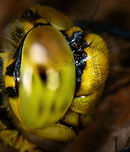 Black-tailed Skimmer - side, Heeswijk, Netherlands Female, found on a fallen tree. I'll use this sequence to document my general approach for photographing an active (daylight) dragonfly once located. It's not rocket science, and not all dragonflies behave the same, but just sharing experiences. Main steps:<br />
<br />
1. Registration shot. Take a somewhat distance shot to secure the observation. My camera has so much crop room that sometimes with just the registration shot I can crop out a reasonable closeup.<br />
<br />
2. Approach. The process of moving closer as well as getting to eye level. When approaching from the back, do not ever break their light, and try to get towards one of their sides very slowly without causing any movement in vegetation. It very much sees your movement in any case, you just need to trick it into not seeing it as a threat. Approaching from the front is easier, somehow they are more tolerant there.<br />
<br />
3. Take the shots, many of them, moving in a few mm each time. Move a few inches back and try a different angle. Flash does not seem to matter, they tolerate it well, unlike butterflies.<br />
<br />
4. With the main shots secured, you can consider adding a bit of creativity, trying weird angles or focusing on different body parts. <br />
<br />
https://www.jungledragon.com/image/62528/black-tailed_skimmer_heeswijk_netherlands.html<br />
https://www.jungledragon.com/image/62529/black-tailed_skimmer_-_front_heeswijk_netherlands.html<br />
https://www.jungledragon.com/image/62530/black-tailed_skimmer_-_front_ii_heeswijk_netherlands.html<br />
https://www.jungledragon.com/image/62531/black-tailed_skimmer_-_front_iii_heeswijk_netherlands.html<br />
https://www.jungledragon.com/image/62533/black-tailed_skimmer_-_abdomen_heeswijk_netherlands.html<br />
<br />
Lighting setup used:<br />
https://pbs.twimg.com/media/DgfQHncXkAAA5nH.jpg:large Black-tailed skimmer,Europe,Heeswijk-Dinther,Netherlands,Orthetrum cancellatum,World