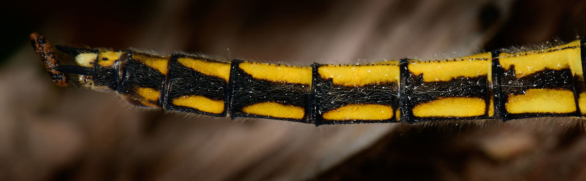 Black-tailed Skimmer - abdomen, Heeswijk, Netherlands Female, found on a fallen tree. I'll use this sequence to document my general approach for photographing an active (daylight) dragonfly once located. It's not rocket science, and not all dragonflies behave the same, but just sharing experiences. Main steps:<br />
<br />
1. Registration shot. Take a somewhat distance shot to secure the observation. My camera has so much crop room that sometimes with just the registration shot I can crop out a reasonable closeup.<br />
<br />
2. Approach. The process of moving closer as well as getting to eye level. When approaching from the back, do not ever break their light, and try to get towards one of their sides very slowly without causing any movement in vegetation. It very much sees your movement in any case, you just need to trick it into not seeing it as a threat. Approaching from the front is easier, somehow they are more tolerant there.<br />
<br />
3. Take the shots, many of them, moving in a few mm each time. Move a few inches back and try a different angle. Flash does not seem to matter, they tolerate it well, unlike butterflies.<br />
<br />
4. With the main shots secured, you can consider adding a bit of creativity, trying weird angles or focusing on different body parts. <br />
<br />
<figure class="photo"><a href="https://www.jungledragon.com/image/62528/black-tailed_skimmer_heeswijk_netherlands.html" title="Black-tailed Skimmer, Heeswijk, Netherlands"><img src="https://s3.amazonaws.com/media.jungledragon.com/images/2/62528_thumb.jpg?AWSAccessKeyId=05GMT0V3GWVNE7GGM1R2&Expires=1763596810&Signature=mhLj%2BS2ScEOBFw9nnQnk08fhCDU%3D" width="200" height="162" alt="Black-tailed Skimmer, Heeswijk, Netherlands Female, found on a fallen tree. I'll use this sequence to document my general approach for photographing an active (daylight) dragonfly once located. It's not rocket science, and not all dragonflies behave the same, but just sharing experiences. Main steps:<br />
<br />
1. Registration shot. Take a somewhat distance shot to secure the observation. My camera has so much crop room that sometimes with just the registration shot I can crop out a reasonable closeup.<br />
<br />
2. Approach. The process of moving closer as well as getting to eye level. When approaching from the back, do not ever break their light, and try to get towards one of their sides very slowly without causing any movement in vegetation. It very much sees your movement in any case, you just need to trick it into not seeing it as a threat. Approaching from the front is easier, somehow they are more tolerant there.<br />
<br />
3. Take the shots, many of them, moving in a few mm each time. Move a few inches back and try a different angle. Flash does not seem to matter, they tolerate it well, unlike butterflies.<br />
<br />
4. With the main shots secured, you can consider adding a bit of creativity, trying weird angles or focusing on different body parts. <br />
<br />
https://www.jungledragon.com/image/62529/black-tailed_skimmer_-_front_heeswijk_netherlands.html<br />
https://www.jungledragon.com/image/62530/black-tailed_skimmer_-_front_ii_heeswijk_netherlands.html<br />
https://www.jungledragon.com/image/62531/black-tailed_skimmer_-_front_iii_heeswijk_netherlands.html<br />
https://www.jungledragon.com/image/62532/black-tailed_skimmer_-_side_heeswijk_netherlands.html<br />
https://www.jungledragon.com/image/62533/black-tailed_skimmer_-_abdomen_heeswijk_netherlands.html<br />
<br />
Lighting setup used:<br />
https://pbs.twimg.com/media/DgfQHncXkAAA5nH.jpg:large Black-tailed skimmer,Europe,Heeswijk-Dinther,Netherlands,Orthetrum cancellatum,World" /></a></figure><br />
<figure class="photo"><a href="https://www.jungledragon.com/image/62529/black-tailed_skimmer_-_front_heeswijk_netherlands.html" title="Black-tailed Skimmer - front, Heeswijk, Netherlands"><img src="https://s3.amazonaws.com/media.jungledragon.com/images/2/62529_thumb.jpg?AWSAccessKeyId=05GMT0V3GWVNE7GGM1R2&Expires=1763596810&Signature=13XHNiVD1e2n12yrRDHbv7fDPSg%3D" width="200" height="144" alt="Black-tailed Skimmer - front, Heeswijk, Netherlands Female, found on a fallen tree. I'll use this sequence to document my general approach for photographing an active (daylight) dragonfly once located. It's not rocket science, and not all dragonflies behave the same, but just sharing experiences. Main steps:<br />
<br />
1. Registration shot. Take a somewhat distance shot to secure the observation. My camera has so much crop room that sometimes with just the registration shot I can crop out a reasonable closeup.<br />
<br />
2. Approach. The process of moving closer as well as getting to eye level. When approaching from the back, do not ever break their light, and try to get towards one of their sides very slowly without causing any movement in vegetation. It very much sees your movement in any case, you just need to trick it into not seeing it as a threat. Approaching from the front is easier, somehow they are more tolerant there.<br />
<br />
3. Take the shots, many of them, moving in a few mm each time. Move a few inches back and try a different angle. Flash does not seem to matter, they tolerate it well, unlike butterflies.<br />
<br />
4. With the main shots secured, you can consider adding a bit of creativity, trying weird angles or focusing on different body parts. <br />
<br />
https://www.jungledragon.com/image/62528/black-tailed_skimmer_heeswijk_netherlands.html<br />
https://www.jungledragon.com/image/62530/black-tailed_skimmer_-_front_ii_heeswijk_netherlands.html<br />
https://www.jungledragon.com/image/62531/black-tailed_skimmer_-_front_iii_heeswijk_netherlands.html<br />
https://www.jungledragon.com/image/62532/black-tailed_skimmer_-_side_heeswijk_netherlands.html<br />
https://www.jungledragon.com/image/62533/black-tailed_skimmer_-_abdomen_heeswijk_netherlands.html<br />
<br />
Lighting setup used:<br />
https://pbs.twimg.com/media/DgfQHncXkAAA5nH.jpg:large Black-tailed skimmer,Europe,Heeswijk-Dinther,Netherlands,Orthetrum cancellatum,World" /></a></figure><br />
<figure class="photo"><a href="https://www.jungledragon.com/image/62530/black-tailed_skimmer_-_front_ii_heeswijk_netherlands.html" title="Black-tailed Skimmer - front II, Heeswijk, Netherlands"><img src="https://s3.amazonaws.com/media.jungledragon.com/images/2/62530_thumb.jpg?AWSAccessKeyId=05GMT0V3GWVNE7GGM1R2&Expires=1763596810&Signature=nKnj3HGplWRuyMoi8vuHtBkKzn0%3D" width="200" height="154" alt="Black-tailed Skimmer - front II, Heeswijk, Netherlands Female, found on a fallen tree. I'll use this sequence to document my general approach for photographing an active (daylight) dragonfly once located. It's not rocket science, and not all dragonflies behave the same, but just sharing experiences. Main steps:<br />
<br />
1. Registration shot. Take a somewhat distance shot to secure the observation. My camera has so much crop room that sometimes with just the registration shot I can crop out a reasonable closeup.<br />
<br />
2. Approach. The process of moving closer as well as getting to eye level. When approaching from the back, do not ever break their light, and try to get towards one of their sides very slowly without causing any movement in vegetation. It very much sees your movement in any case, you just need to trick it into not seeing it as a threat. Approaching from the front is easier, somehow they are more tolerant there.<br />
<br />
3. Take the shots, many of them, moving in a few mm each time. Move a few inches back and try a different angle. Flash does not seem to matter, they tolerate it well, unlike butterflies.<br />
<br />
4. With the main shots secured, you can consider adding a bit of creativity, trying weird angles or focusing on different body parts. <br />
<br />
https://www.jungledragon.com/image/62528/black-tailed_skimmer_heeswijk_netherlands.html<br />
https://www.jungledragon.com/image/62529/black-tailed_skimmer_-_front_heeswijk_netherlands.html<br />
https://www.jungledragon.com/image/62531/black-tailed_skimmer_-_front_iii_heeswijk_netherlands.html<br />
https://www.jungledragon.com/image/62532/black-tailed_skimmer_-_side_heeswijk_netherlands.html<br />
https://www.jungledragon.com/image/62533/black-tailed_skimmer_-_abdomen_heeswijk_netherlands.html<br />
<br />
Lighting setup used:<br />
https://pbs.twimg.com/media/DgfQHncXkAAA5nH.jpg:large Black-tailed skimmer,Europe,Heeswijk-Dinther,Netherlands,Orthetrum cancellatum,World" /></a></figure><br />
<figure class="photo"><a href="https://www.jungledragon.com/image/62531/black-tailed_skimmer_-_front_iii_heeswijk_netherlands.html" title="Black-tailed Skimmer - front III, Heeswijk, Netherlands"><img src="https://s3.amazonaws.com/media.jungledragon.com/images/2/62531_thumb.jpg?AWSAccessKeyId=05GMT0V3GWVNE7GGM1R2&Expires=1763596810&Signature=mvIY5rG61YO9Ox1MsB4ZqavtcyE%3D" width="200" height="186" alt="Black-tailed Skimmer - front III, Heeswijk, Netherlands Female, found on a fallen tree. I'll use this sequence to document my general approach for photographing an active (daylight) dragonfly once located. It's not rocket science, and not all dragonflies behave the same, but just sharing experiences. Main steps:<br />
<br />
1. Registration shot. Take a somewhat distance shot to secure the observation. My camera has so much crop room that sometimes with just the registration shot I can crop out a reasonable closeup.<br />
<br />
2. Approach. The process of moving closer as well as getting to eye level. When approaching from the back, do not ever break their light, and try to get towards one of their sides very slowly without causing any movement in vegetation. It very much sees your movement in any case, you just need to trick it into not seeing it as a threat. Approaching from the front is easier, somehow they are more tolerant there.<br />
<br />
3. Take the shots, many of them, moving in a few mm each time. Move a few inches back and try a different angle. Flash does not seem to matter, they tolerate it well, unlike butterflies.<br />
<br />
4. With the main shots secured, you can consider adding a bit of creativity, trying weird angles or focusing on different body parts. <br />
<br />
https://www.jungledragon.com/image/62528/black-tailed_skimmer_heeswijk_netherlands.html<br />
https://www.jungledragon.com/image/62529/black-tailed_skimmer_-_front_heeswijk_netherlands.html<br />
https://www.jungledragon.com/image/62530/black-tailed_skimmer_-_front_ii_heeswijk_netherlands.html<br />
https://www.jungledragon.com/image/62532/black-tailed_skimmer_-_side_heeswijk_netherlands.html<br />
https://www.jungledragon.com/image/62533/black-tailed_skimmer_-_abdomen_heeswijk_netherlands.html<br />
<br />
Lighting setup used:<br />
https://pbs.twimg.com/media/DgfQHncXkAAA5nH.jpg:large Black-tailed skimmer,Europe,Heeswijk-Dinther,Netherlands,Orthetrum cancellatum,World" /></a></figure><br />
<figure class="photo"><a href="https://www.jungledragon.com/image/62532/black-tailed_skimmer_-_side_heeswijk_netherlands.html" title="Black-tailed Skimmer - side, Heeswijk, Netherlands"><img src="https://s3.amazonaws.com/media.jungledragon.com/images/2/62532_thumb.jpg?AWSAccessKeyId=05GMT0V3GWVNE7GGM1R2&Expires=1763596810&Signature=iYxnxH2IcFV37FVeKysVI5XnMzk%3D" width="132" height="152" alt="Black-tailed Skimmer - side, Heeswijk, Netherlands Female, found on a fallen tree. I'll use this sequence to document my general approach for photographing an active (daylight) dragonfly once located. It's not rocket science, and not all dragonflies behave the same, but just sharing experiences. Main steps:<br />
<br />
1. Registration shot. Take a somewhat distance shot to secure the observation. My camera has so much crop room that sometimes with just the registration shot I can crop out a reasonable closeup.<br />
<br />
2. Approach. The process of moving closer as well as getting to eye level. When approaching from the back, do not ever break their light, and try to get towards one of their sides very slowly without causing any movement in vegetation. It very much sees your movement in any case, you just need to trick it into not seeing it as a threat. Approaching from the front is easier, somehow they are more tolerant there.<br />
<br />
3. Take the shots, many of them, moving in a few mm each time. Move a few inches back and try a different angle. Flash does not seem to matter, they tolerate it well, unlike butterflies.<br />
<br />
4. With the main shots secured, you can consider adding a bit of creativity, trying weird angles or focusing on different body parts. <br />
<br />
https://www.jungledragon.com/image/62528/black-tailed_skimmer_heeswijk_netherlands.html<br />
https://www.jungledragon.com/image/62529/black-tailed_skimmer_-_front_heeswijk_netherlands.html<br />
https://www.jungledragon.com/image/62530/black-tailed_skimmer_-_front_ii_heeswijk_netherlands.html<br />
https://www.jungledragon.com/image/62531/black-tailed_skimmer_-_front_iii_heeswijk_netherlands.html<br />
https://www.jungledragon.com/image/62533/black-tailed_skimmer_-_abdomen_heeswijk_netherlands.html<br />
<br />
Lighting setup used:<br />
https://pbs.twimg.com/media/DgfQHncXkAAA5nH.jpg:large Black-tailed skimmer,Europe,Heeswijk-Dinther,Netherlands,Orthetrum cancellatum,World" /></a></figure><br />
<br />
Lighting setup used:<br />
<a href="https://pbs.twimg.com/media/DgfQHncXkAAA5nH.jpg:large" rel="nofollow">https://pbs.twimg.com/media/DgfQHncXkAAA5nH.jpg:large</a> Black-tailed skimmer,Europe,Heeswijk-Dinther,Netherlands,Orthetrum cancellatum,World