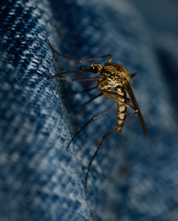Mosquito on my jeans, Heeswijk, Netherlands One of hundreds encountered on this hot day in an overgrown field, with at least a few dozen managing to bite me. This one was trying to penetrate my jeans. <br />
<br />
There are not that many species of mosquito in the Netherlands, so I'm hoping to get it identified. My guess is Aedes punctor, which is known to be abundant in our forests. <br />
<br />
Hoping Christine sees this :) Europe,Heeswijk-Dinther,Netherlands,Ochlerotatus punctor,World