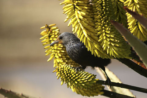 Red-winged Starling Very fast and loud bird that appeared after feeding it. Birds,Drakensbergen,Onychognathus morio,Red-winged Starling,Starlings
