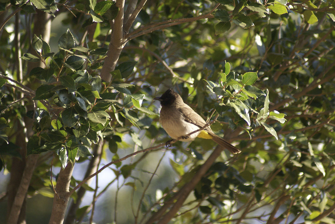 Dark-capped bulbul Bulbul enjoying the South African sun. It looks kind of full. Birds,Common Bulbul,Dark-capped Bulbul,Drakensbergen,Pycnonotus barbatus