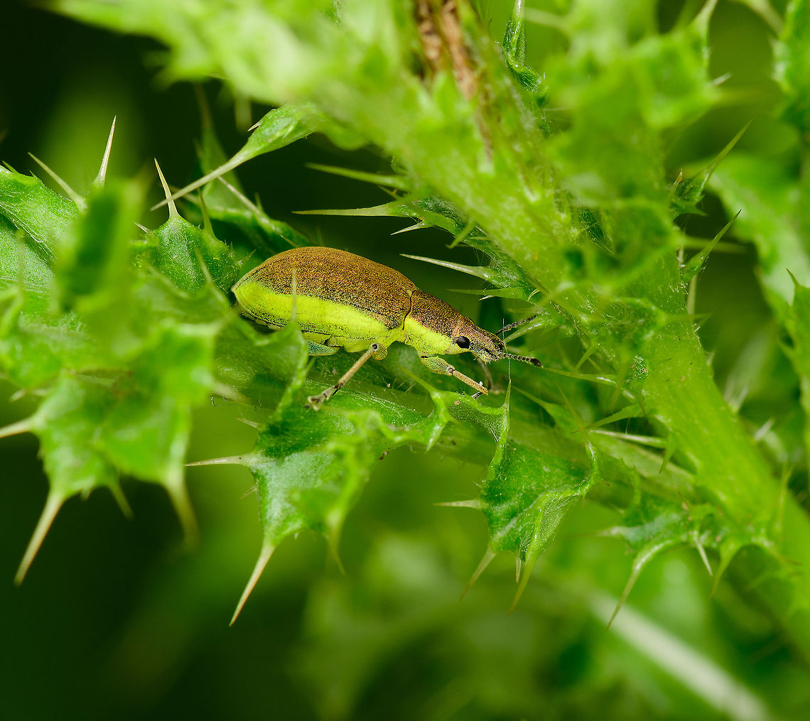 Chlorophanus viridis on nettle, Heeswijk, Netherlands A weevil often found on nettle (Urtica genus) which is known to be this species&#039; host plant. In dutch we call this species &quot;Green nettle snout weevil&quot;. Most characteristic feature of this species is obviously the beautiful light green band that spans the entire body. Chlorophanus viridis,Europe,Heeswijk-Dinther,Netherlands,World