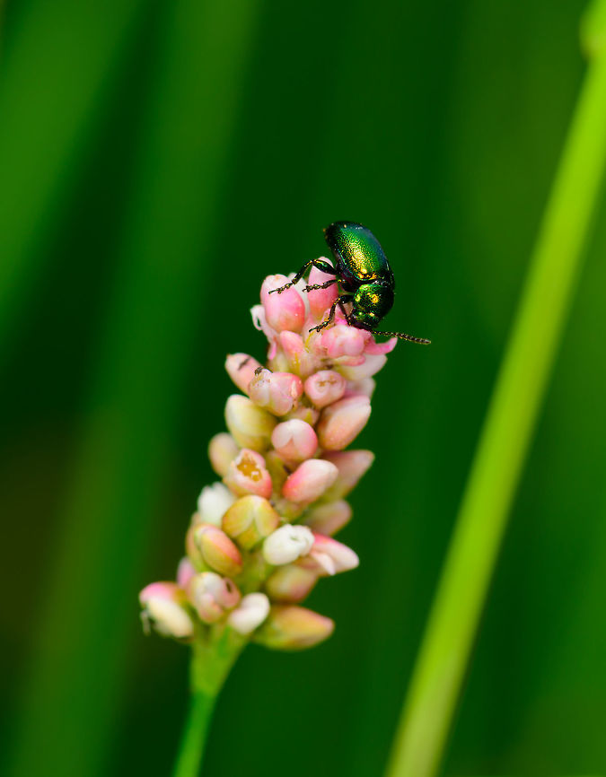 Shiny beetle on clover, Heeswijk, Netherlands About 1cm in size. Working on the ID but I&#039;m not sure yet. Chrysolina herbacea is a candidate but I&#039;m looking for a confirmation. Closeup:<br />
<figure class="photo"><a href="https://www.jungledragon.com/image/62806/shiny_beetle_on_clover_-_closeup_heeswijk_netherlands.html" title="Shiny beetle on clover - closeup, Heeswijk, Netherlands"><img src="https://s3.amazonaws.com/media.jungledragon.com/images/2/62806_thumb.jpg?AWSAccessKeyId=05GMT0V3GWVNE7GGM1R2&Expires=1759968010&Signature=63pYjI0zXi%2FzB%2BxslrD29FfsHUs%3D" width="200" height="158" alt="Shiny beetle on clover - closeup, Heeswijk, Netherlands About 1cm in size. Working on the ID but I&#039;m not sure yet. Chrysolina herbacea is a candidate but I&#039;m looking for a confirmation. Overview:<br />
https://www.jungledragon.com/image/62805/shiny_beetle_on_clover_heeswijk_netherlands.html Europe,Gastrophysa viridula,Green Dock-Beetle (G. viridula),Heeswijk-Dinther,Netherlands,World" /></a></figure> Europe,Gastrophysa viridula,Green Dock-Beetle (G. viridula),Heeswijk-Dinther,Netherlands,World