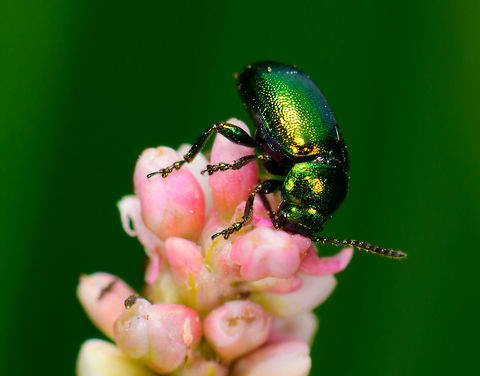 Shiny beetle on clover - closeup, Heeswijk, Netherlands About 1cm in size. Working on the ID but I'm not sure yet. Chrysolina herbacea is a candidate but I'm looking for a confirmation. Overview:
https://www.jungledragon.com/image/62805/shiny_beetle_on_clover_heeswijk_netherlands.html Europe,Gastrophysa viridula,Green Dock-Beetle (G. viridula),Heeswijk-Dinther,Netherlands,World