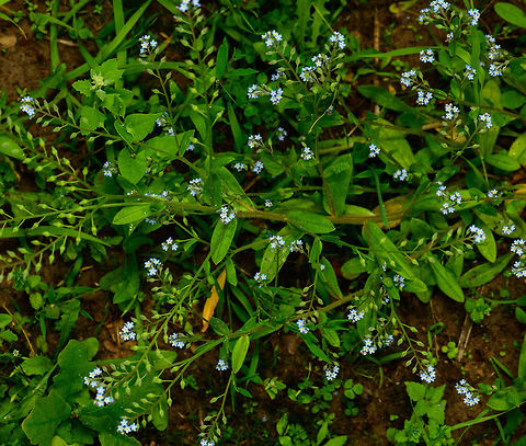 Water Forget-Me-Not, Heeswijk, Netherlands In dutch named the "Swamp forget-me-not" and the most common forget-me-not species found in forests here. I've been on an unexpectedly long journey to get this identified, and I'm still not 100% sure. So as a lesson learned when photographing a forget-me-not: the flowers by themselves are not enough for an identification.

Aspects of the plant that are needed for a reliable identification:
- Stem (can be rectangular or round, hairy or not)
- Flower, and how deep it lies
- Leafs, regarding shape, hair, and angle towards the stem. 
- Obviously, a note on the habitat it grows in (garden, forest, near water, type of soil)

https://www.jungledragon.com/image/62881/water_forget-me-not_-_flower_closeup_heeswijk_netherlands.html

Whilst on the topic of forget-me-not, some background on the mythology regarding the name:

"In medieval times, a knight walks along a river with his love. Whilst picking some flowers from the woods, he fell into the river, unable to get out of it due to the weight of his armor. Whilst drowning, he throws the picked flowers to his love, saying "forget me not!". Allegedly, it became a symbol of eternal love.

Alternatively, a Greek legend describes God giving all plants a name. A small flower shouts: "I don't yet have a name, forget me not"! "That shall be your name, said God. 

And finally a pop culture reference. Some of you may recognize the beat in this song from Will Smith's "Men in black", yet this is the original:
https://www.youtube.com/watch?v=Amzp7W0RkPA Europe,Heeswijk-Dinther,Myosotis scorpioides,Netherlands,Water Forget-Me-Not,World