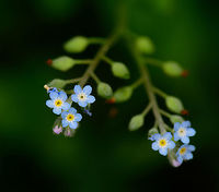 Water Forget-Me-Not - flower closeup, Heeswijk, Netherlands In dutch named the "Swamp forget-me-not" and the most common forget-me-not species found in forests here. I've been on an unexpectedly long journey to get this identified, and I'm still not 100% sure. So as a lesson learned when photographing a forget-me-not: the flowers by themselves are not enough for an identification.<br />
<br />
Aspects of the plant that are needed for a reliable identification:<br />
- Stem (can be rectangular or round, hairy or not)<br />
- Flower, and how deep it lies<br />
- Leafs, regarding shape, hair, and angle towards the stem. <br />
- Obviously, a note on the habitat it grows in (garden, forest, near water, type of soil)<br />
<br />
https://www.jungledragon.com/image/62878/water_forget-me-not_heeswijk_netherlands.html<br />
<br />
Whilst on the topic of forget-me-not, some background on the mythology regarding the name:<br />
<br />
"In medieval times, a knight walks along a river with his love. Whilst picking some flowers from the woods, he fell into the river, unable to get out of it due to the weight of his armor. Whilst drowning, he throws the picked flowers to his love, saying "forget me not!". Allegedly, it became a symbol of eternal love.<br />
<br />
Alternatively, a Greek legend describes God giving all plants a name. A small flower shouts: "I don't yet have a name, forget me not"! "That shall be your name, said God. <br />
<br />
And finally a pop culture reference. Some of you may recognize the beat in this song from Will Smith's "Men in black", yet this is the original:<br />
https://www.youtube.com/watch?v=Amzp7W0RkPA Europe,Heeswijk-Dinther,Myosotis scorpioides,Netherlands,Water Forget-Me-Not,World