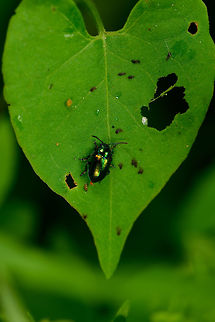 Green Dock Beetle on large leaf, Heeswijk, Netherlands https://www.jungledragon.com/image/62883/green_dock_beetle_on_large_leaf_-_closeup_heeswijk_netherlands.html Europe,Gastrophysa viridula,Green Dock-Beetle (G. viridula),Heeswijk-Dinther,Netherlands,World