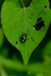 Green Dock Beetle on large leaf, Heeswijk, Netherlands https://www.jungledragon.com/image/62883/green_dock_beetle_on_large_leaf_-_closeup_heeswijk_netherlands.html Europe,Gastrophysa viridula,Green Dock-Beetle (G. viridula),Heeswijk-Dinther,Netherlands,World