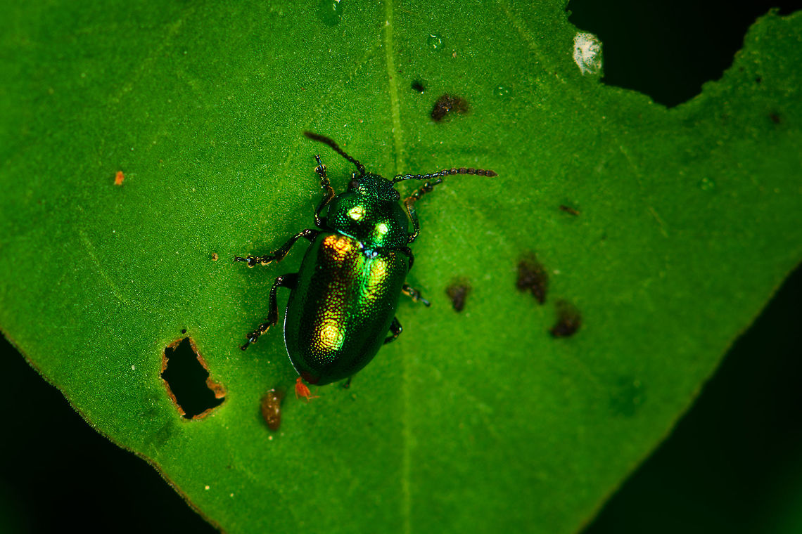 Green Dock Beetle on large leaf - closeup, Heeswijk, Netherlands <figure class="photo"><a href="https://www.jungledragon.com/image/62882/green_dock_beetle_on_large_leaf_heeswijk_netherlands.html" title="Green Dock Beetle on large leaf, Heeswijk, Netherlands"><img src="https://s3.amazonaws.com/media.jungledragon.com/images/2/62882_thumb.jpg?AWSAccessKeyId=05GMT0V3GWVNE7GGM1R2&Expires=1767225610&Signature=TvjQsEV8chitcb7bF2NSNAHQPeM%3D" width="102" height="152" alt="Green Dock Beetle on large leaf, Heeswijk, Netherlands https://www.jungledragon.com/image/62883/green_dock_beetle_on_large_leaf_-_closeup_heeswijk_netherlands.html Europe,Gastrophysa viridula,Green Dock-Beetle (G. viridula),Heeswijk-Dinther,Netherlands,World" /></a></figure> Europe,Gastrophysa viridula,Green Dock-Beetle (G. viridula),Heeswijk-Dinther,Netherlands,World