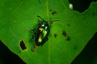 Green Dock Beetle on large leaf - closeup, Heeswijk, Netherlands https://www.jungledragon.com/image/62882/green_dock_beetle_on_large_leaf_heeswijk_netherlands.html Europe,Gastrophysa viridula,Green Dock-Beetle (G. viridula),Heeswijk-Dinther,Netherlands,World