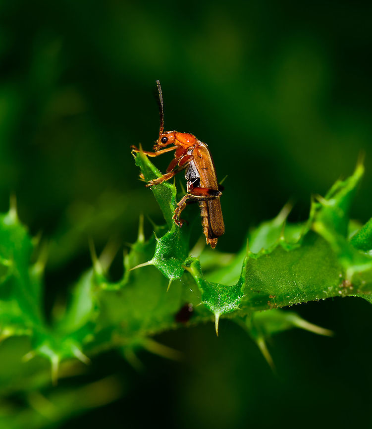Nettle-humping beetle, Heeswijk, Netherlands Rare occasion of a soldier beetle not humping a mate, yet still humping nettle or thinking about humping, most definitely. I&#039;m of course joking, but not really. A few weeks later I came back to this place and saw hundreds of pairs, all mating. I could not find a single individual not in the act of mating.<br />
<br />
As for the ID, species in this genus can look fairly similar. Statistically, it may be the most common species: Rhagonycha fulva, but I&#039;ll check it with an expert. Suggestions welcome. Unfortunately this is the only angle I have of this individual. Cantharidae,Cantharis,Cantharis livida,Europe,Heeswijk-Dinther,Netherlands,World