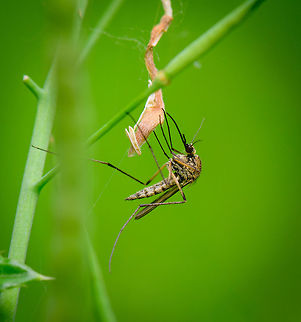Confused Ochlerotatus punctor, Heeswijk, Netherlands One of hundreds encountered on this hot day in the field, yet most would not sit still and pose. I'm not entirely sure what the furry object is. It does not look man-made, the only theory I got is the wing of a hairy moth that got stuck in the cog web. Check out the length of the legs in this pose. Europe,Heeswijk-Dinther,Netherlands,Ochlerotatus punctor,World
