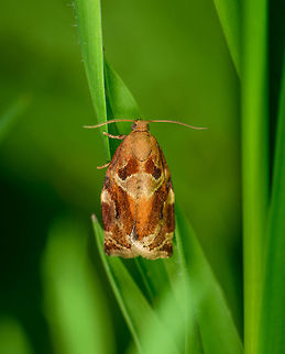 Variegated golden tortrix, Heeswijk, Netherlands Pretty small moth found low in the grass in a pine forest in the south of the Netherlands. This species rests by day and becomes active at dusk. In dutch we call this species "Flamed leaf roller", referring to the caterpillars that grow protected in a rolled leaf. Archips xylosteana,Europe,Heeswijk-Dinther,Moth Week 2018,Netherlands,World
