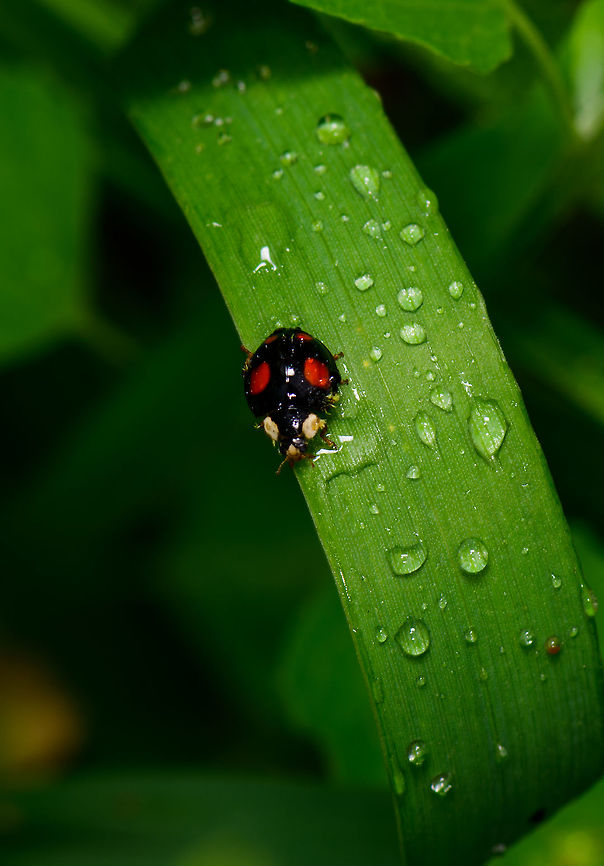 Harlequin Ladybird, Black with red spots, Heeswijk, Netherlands The highly variable Harlequin Ladybird. Or so I hope :)<br />
In dutch named the &quot;Many-colored Asian ladybird&quot;, refering to its many variants:<br />
<a href="https://nl.wikipedia.org/wiki/Veelkleurig_Aziatisch_lieveheersbeestje#/media/File:Harmonia_axyridis01.jpg" rel="nofollow">https://nl.wikipedia.org/wiki/Veelkleurig_Aziatisch_lieveheersbeestje#/media/File:Harmonia_axyridis01.jpg</a><br />
<br />
This is an invasive species used for pest control, yet it also has an appetite for the larvae of native ladybirds. Europe,Harlequin Ladybird,Harmonia axyridis,Heeswijk-Dinther,Netherlands,World