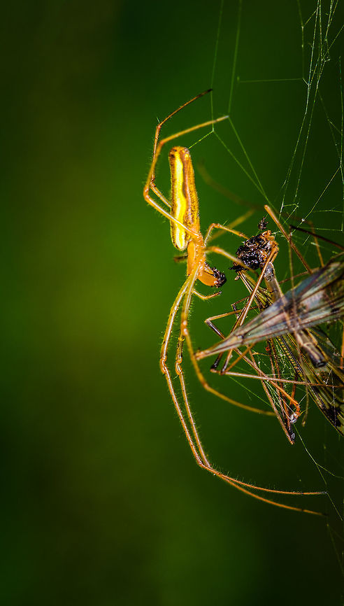 Tetragnatha extensa feeding, Heeswijk, Netherlands Common stretch spider working on a big meal, looks to be a scorpion fly. Example of a scorpion fly in the same area, same day:<br />
<figure class="photo"><a href="https://www.jungledragon.com/image/62314/german_scorpionfly_heeswijk_netherlands.html" title="German scorpionfly, Heeswijk, Netherlands"><img src="https://s3.amazonaws.com/media.jungledragon.com/images/2/62314_thumb.jpg?AWSAccessKeyId=05GMT0V3GWVNE7GGM1R2&Expires=1769040010&Signature=g0eH4GBdZ6mCJvbmx56hM2RkVAs%3D" width="150" height="152" alt="German scorpionfly, Heeswijk, Netherlands Quite common in my area but I'll never get bored of seeing them, as they are so unusual looking little freaks. They are named after the male appendage that looks similar to a scorpion's stinger. On this fly, however, it's not a stinger, instead they are genitalia with claspers to hold onto the female during mating. Here's a closeup of this appendage:<br />
https://www.jungledragon.com/image/62315/common_scorpionfly_-_male_genitalia_heeswijk_netherlands.html<br />
Be sure to also check out its freaky mouth:<br />
<br />
https://www.jungledragon.com/image/37287/panorpa_communis.html Europe,German Scorpionfly,Heeswijk-Dinther,Netherlands,Panorpa germanica,World" /></a></figure> Europe,Heeswijk-Dinther,Netherlands,Tetragnatha extensa,World