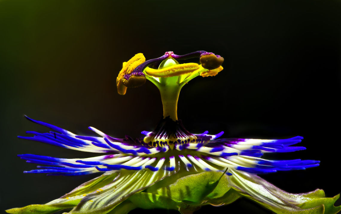 Blue Passion Flower macro, Heesch, Netherlands About 2 weeks ago, I noticed how our neighbour&#039;s passion flower plant, which grows several meters during a single summer, has made an entry into our garden by &quot;climbing&quot; over the fence. Great, because they are wonderful flowers. I made a note to myself that as soon as I have time, I will try a focus shifting stack on one of the flowers. As I was rather busy, each day I would just observe if the flower is still there, because a single flower was blossoming. <br />
<br />
Yes, it was still there each day for the whole 2 weeks. Except that it wasn&#039;t, because I&#039;ve now learned that passion flowers bloom for a single day. In other words, I was looking at a different flower every single day. Quite a mindf***?<br />
<br />
Anyway, bear with me a little as I am inexperienced in focus stacking. I&#039;ve made tons of mistakes and I&#039;m still not happy with these results, but you have to start somewhere. This is an in-house scene (every outdoor shot failed horribly due to wind) with the flower on a clamp, and a flash light for top lighting. My camera is flat on the table and I&#039;m using the Nikon D850&#039;s inbuilt focus shifting mode, where you simply enter the number of steps and the size of each step. The background was initially not this dark yet I had to apply some brushes due to halo effects as part of the stacking process. <br />
<br />
And oh yes, about passion flowers. As said, they bloom for a single day. Another remarkable fact is regarding the mimicry of some species. Butterflies using this flower as a host plant to deposit eggs, first check if another butterfly did not already deposited eggs, to avoid cannibalism. The passion flower has a brilliant defense: it contains a mimic of these butterfly eggs: small, orange round bulbs that looks like eggs, but are purely a misleading appendage. <br />
<br />
Some different crops:<br />
<figure class="photo"><a href="https://www.jungledragon.com/image/63001/blue_passion_flower_macro_-_ii_heesch_netherlands.html" title="Blue Passion Flower macro - II, Heesch, Netherlands"><img src="https://s3.amazonaws.com/media.jungledragon.com/images/2/63001_thumb.jpg?AWSAccessKeyId=05GMT0V3GWVNE7GGM1R2&Expires=1767225610&Signature=H1iJq6HG5li%2ByA4yGFuuuJ%2FXSjE%3D" width="134" height="152" alt="Blue Passion Flower macro - II, Heesch, Netherlands About 2 weeks ago, I noticed how our neighbour&#039;s passion flower plant, which grows several meters during a single summer, has made an entry into our garden by &quot;climbing&quot; over the fence. Great, because they are wonderful flowers. I made a note to myself that as soon as I have time, I will try a focus shifting stack on one of the flowers. As I was rather busy, each day I would just observe if the flower is still there, because a single flower was blossoming. <br />
<br />
Yes, it was still there each day for the whole 2 weeks. Except that it wasn&#039;t, because I&#039;ve now learned that passion flowers bloom for a single day. In other words, I was looking at a different flower every single day. Quite a mindf***?<br />
<br />
Anyway, bear with me a little as I am inexperienced in focus stacking. I&#039;ve made tons of mistakes and I&#039;m still not happy with these results, but you have to start somewhere. This is an in-house scene (every outdoor shot failed horribly due to wind) with the flower on a clamp, and a flash light for top lighting. My camera is flat on the table and I&#039;m using the Nikon D850&#039;s inbuilt focus shifting mode, where you simply enter the number of steps and the size of each step. The background was initially not this dark yet I had to apply some brushes due to halo effects as part of the stacking process. <br />
<br />
And oh yes, about passion flowers. As said, they bloom for a single day. Another remarkable fact is regarding the mimicry of some species. Butterflies using this flower as a host plant to deposit eggs, first check if another butterfly did not already deposited eggs, to avoid cannibalism. The passion flower has a brilliant defense: it contains a mimic of these butterfly eggs: small, orange round bulbs that looks like eggs, but are purely a misleading appendage. <br />
<br />
Some different crops:<br />
https://www.jungledragon.com/image/62997/blue_passion_flower_macro_heesch_netherlands.html<br />
https://www.jungledragon.com/image/63002/blue_passion_flower_macro_-_iii_heesch_netherlands.html<br />
<br />
Different experiments:<br />
<br />
https://www.jungledragon.com/image/63005/white_flower_heesch_netherlands.html<br />
https://www.jungledragon.com/image/63007/flower_stack_heesch_netherlands.html Blue Passion Flower,Europe,Focus Shift,Focus Stack,Heesch,Netherlands,Passiflora caerulea,World" /></a></figure><br />
<figure class="photo"><a href="https://www.jungledragon.com/image/63002/blue_passion_flower_macro_-_iii_heesch_netherlands.html" title="Blue Passion Flower macro - III, Heesch, Netherlands"><img src="https://s3.amazonaws.com/media.jungledragon.com/images/2/63002_thumb.jpg?AWSAccessKeyId=05GMT0V3GWVNE7GGM1R2&Expires=1767225610&Signature=%2Fbj6dPJAwbwkqfHuqaHQ%2BUukxVQ%3D" width="200" height="140" alt="Blue Passion Flower macro - III, Heesch, Netherlands About 2 weeks ago, I noticed how our neighbour&#039;s passion flower plant, which grows several meters during a single summer, has made an entry into our garden by &quot;climbing&quot; over the fence. Great, because they are wonderful flowers. I made a note to myself that as soon as I have time, I will try a focus shifting stack on one of the flowers. As I was rather busy, each day I would just observe if the flower is still there, because a single flower was blossoming. <br />
<br />
Yes, it was still there each day for the whole 2 weeks. Except that it wasn&#039;t, because I&#039;ve now learned that passion flowers bloom for a single day. In other words, I was looking at a different flower every single day. Quite a mindf***?<br />
<br />
Anyway, bear with me a little as I am inexperienced in focus stacking. I&#039;ve made tons of mistakes and I&#039;m still not happy with these results, but you have to start somewhere. This is an in-house scene (every outdoor shot failed horribly due to wind) with the flower on a clamp, and a flash light for top lighting. My camera is flat on the table and I&#039;m using the Nikon D850&#039;s inbuilt focus shifting mode, where you simply enter the number of steps and the size of each step. The background was initially not this dark yet I had to apply some brushes due to halo effects as part of the stacking process. <br />
<br />
And oh yes, about passion flowers. As said, they bloom for a single day. Another remarkable fact is regarding the mimicry of some species. Butterflies using this flower as a host plant to deposit eggs, first check if another butterfly did not already deposited eggs, to avoid cannibalism. The passion flower has a brilliant defense: it contains a mimic of these butterfly eggs: small, orange round bulbs that looks like eggs, but are purely a misleading appendage. <br />
<br />
Some different crops:<br />
https://www.jungledragon.com/image/62997/blue_passion_flower_macro_heesch_netherlands.html<br />
https://www.jungledragon.com/image/63001/blue_passion_flower_macro_-_ii_heesch_netherlands.html<br />
<br />
Different experiments:<br />
<br />
https://www.jungledragon.com/image/63005/white_flower_heesch_netherlands.html<br />
https://www.jungledragon.com/image/63007/flower_stack_heesch_netherlands.html Blue Passion Flower,Europe,Focus Shift,Focus Stack,Heesch,Netherlands,Passiflora caerulea,World" /></a></figure><br />
<br />
Different experiments:<br />
<br />
<figure class="photo"><a href="https://www.jungledragon.com/image/63005/white_flower_heesch_netherlands.html" title="White flower, Heesch, Netherlands"><img src="https://s3.amazonaws.com/media.jungledragon.com/images/2/63005_thumb.jpg?AWSAccessKeyId=05GMT0V3GWVNE7GGM1R2&Expires=1767225610&Signature=RArVokZ0aJuksUT14xsvqCX7GeM%3D" width="200" height="134" alt="White flower, Heesch, Netherlands Another example of a focus shift stack done on a tiny flower taken from our garden. Unfortunately, I have no idea what type of flower it is. In this case I used a high key process to get rid of halos, although you can still see some traces of it.<br />
<br />
Some more experiments done on this day:<br />
https://www.jungledragon.com/image/62997/blue_passion_flower_macro_heesch_netherlands.html<br />
https://www.jungledragon.com/image/63003/blue_passion_flower_-_core_heesch_netherlands.html<br />
https://www.jungledragon.com/image/63007/flower_stack_heesch_netherlands.html Europe,Focus Shift,Focus Stack,Heesch,Netherlands,World" /></a></figure><br />
<figure class="photo"><a href="https://www.jungledragon.com/image/63007/flower_stack_heesch_netherlands.html" title="Flower stack, Heesch, Netherlands"><img src="https://s3.amazonaws.com/media.jungledragon.com/images/2/63007_thumb.jpg?AWSAccessKeyId=05GMT0V3GWVNE7GGM1R2&Expires=1767225610&Signature=yPtGpergwvipjCV1HlahCzPntgM%3D" width="200" height="162" alt="Flower stack, Heesch, Netherlands Another example of a focus shift stack done on a tiny flower taken from our garden. Unfortunately, I have no idea what type of flower it is. I really love the lighting in this one, but as you can see it suffers from strong halo effects around the edges. In this case it was too difficult to clean up. Halo is a result of focus stacking software being inaccurate in trying to determine which part of a single shot in a stack is sharp. <br />
<br />
Some more experiments done on this day:<br />
https://www.jungledragon.com/image/62997/blue_passion_flower_macro_heesch_netherlands.html<br />
https://www.jungledragon.com/image/63003/blue_passion_flower_-_core_heesch_netherlands.html<br />
https://www.jungledragon.com/image/63005/white_flower_heesch_netherlands.html Europe,Focus Stack,Heesch,Netherlands,World" /></a></figure> Europe,Focus Shift,Focus Stack,Heesch,Netherlands,Passiflora caerulea,World