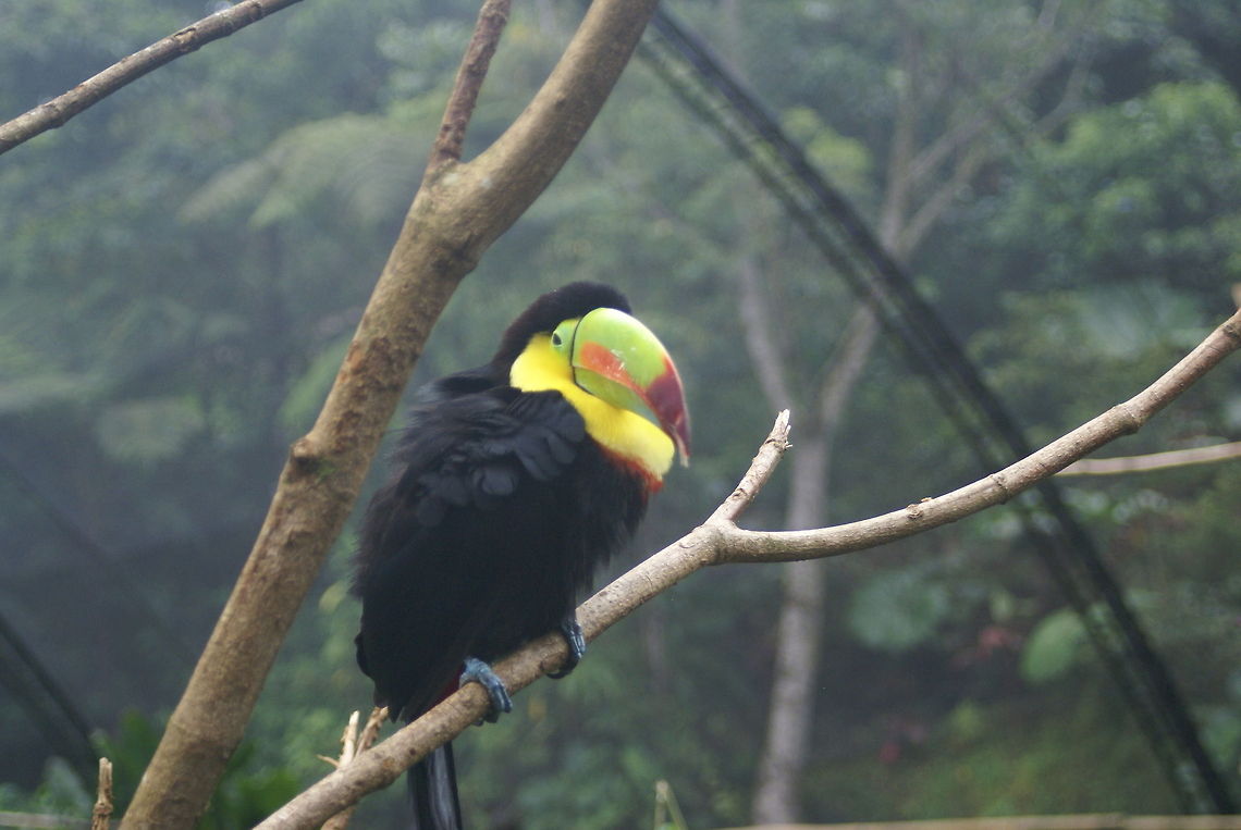 Toucan in captivity A big toucan leading a boring life in a bird park in Costa Rica. Birds,Costa Rica,Keel-billed Toucan,Ramphastos sulfuratus,Toucan