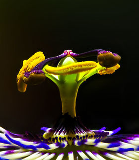 Blue Passion Flower macro - II, Heesch, Netherlands About 2 weeks ago, I noticed how our neighbour's passion flower plant, which grows several meters during a single summer, has made an entry into our garden by "climbing" over the fence. Great, because they are wonderful flowers. I made a note to myself that as soon as I have time, I will try a focus shifting stack on one of the flowers. As I was rather busy, each day I would just observe if the flower is still there, because a single flower was blossoming. 

Yes, it was still there each day for the whole 2 weeks. Except that it wasn't, because I've now learned that passion flowers bloom for a single day. In other words, I was looking at a different flower every single day. Quite a mindf***?

Anyway, bear with me a little as I am inexperienced in focus stacking. I've made tons of mistakes and I'm still not happy with these results, but you have to start somewhere. This is an in-house scene (every outdoor shot failed horribly due to wind) with the flower on a clamp, and a flash light for top lighting. My camera is flat on the table and I'm using the Nikon D850's inbuilt focus shifting mode, where you simply enter the number of steps and the size of each step. The background was initially not this dark yet I had to apply some brushes due to halo effects as part of the stacking process. 

And oh yes, about passion flowers. As said, they bloom for a single day. Another remarkable fact is regarding the mimicry of some species. Butterflies using this flower as a host plant to deposit eggs, first check if another butterfly did not already deposited eggs, to avoid cannibalism. The passion flower has a brilliant defense: it contains a mimic of these butterfly eggs: small, orange round bulbs that looks like eggs, but are purely a misleading appendage. 

Some different crops:
https://www.jungledragon.com/image/62997/blue_passion_flower_macro_heesch_netherlands.html
https://www.jungledragon.com/image/63002/blue_passion_flower_macro_-_iii_heesch_netherlands.html

Different experiments:

https://www.jungledragon.com/image/63005/white_flower_heesch_netherlands.html
https://www.jungledragon.com/image/63007/flower_stack_heesch_netherlands.html Blue Passion Flower,Europe,Focus Shift,Focus Stack,Heesch,Netherlands,Passiflora caerulea,World