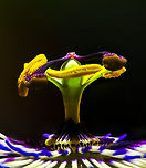 Blue Passion Flower macro - II, Heesch, Netherlands About 2 weeks ago, I noticed how our neighbour's passion flower plant, which grows several meters during a single summer, has made an entry into our garden by "climbing" over the fence. Great, because they are wonderful flowers. I made a note to myself that as soon as I have time, I will try a focus shifting stack on one of the flowers. As I was rather busy, each day I would just observe if the flower is still there, because a single flower was blossoming. <br />
<br />
Yes, it was still there each day for the whole 2 weeks. Except that it wasn't, because I've now learned that passion flowers bloom for a single day. In other words, I was looking at a different flower every single day. Quite a mindf***?<br />
<br />
Anyway, bear with me a little as I am inexperienced in focus stacking. I've made tons of mistakes and I'm still not happy with these results, but you have to start somewhere. This is an in-house scene (every outdoor shot failed horribly due to wind) with the flower on a clamp, and a flash light for top lighting. My camera is flat on the table and I'm using the Nikon D850's inbuilt focus shifting mode, where you simply enter the number of steps and the size of each step. The background was initially not this dark yet I had to apply some brushes due to halo effects as part of the stacking process. <br />
<br />
And oh yes, about passion flowers. As said, they bloom for a single day. Another remarkable fact is regarding the mimicry of some species. Butterflies using this flower as a host plant to deposit eggs, first check if another butterfly did not already deposited eggs, to avoid cannibalism. The passion flower has a brilliant defense: it contains a mimic of these butterfly eggs: small, orange round bulbs that looks like eggs, but are purely a misleading appendage. <br />
<br />
Some different crops:<br />
https://www.jungledragon.com/image/62997/blue_passion_flower_macro_heesch_netherlands.html<br />
https://www.jungledragon.com/image/63002/blue_passion_flower_macro_-_iii_heesch_netherlands.html<br />
<br />
Different experiments:<br />
<br />
https://www.jungledragon.com/image/63005/white_flower_heesch_netherlands.html<br />
https://www.jungledragon.com/image/63007/flower_stack_heesch_netherlands.html Blue Passion Flower,Europe,Focus Shift,Focus Stack,Heesch,Netherlands,Passiflora caerulea,World