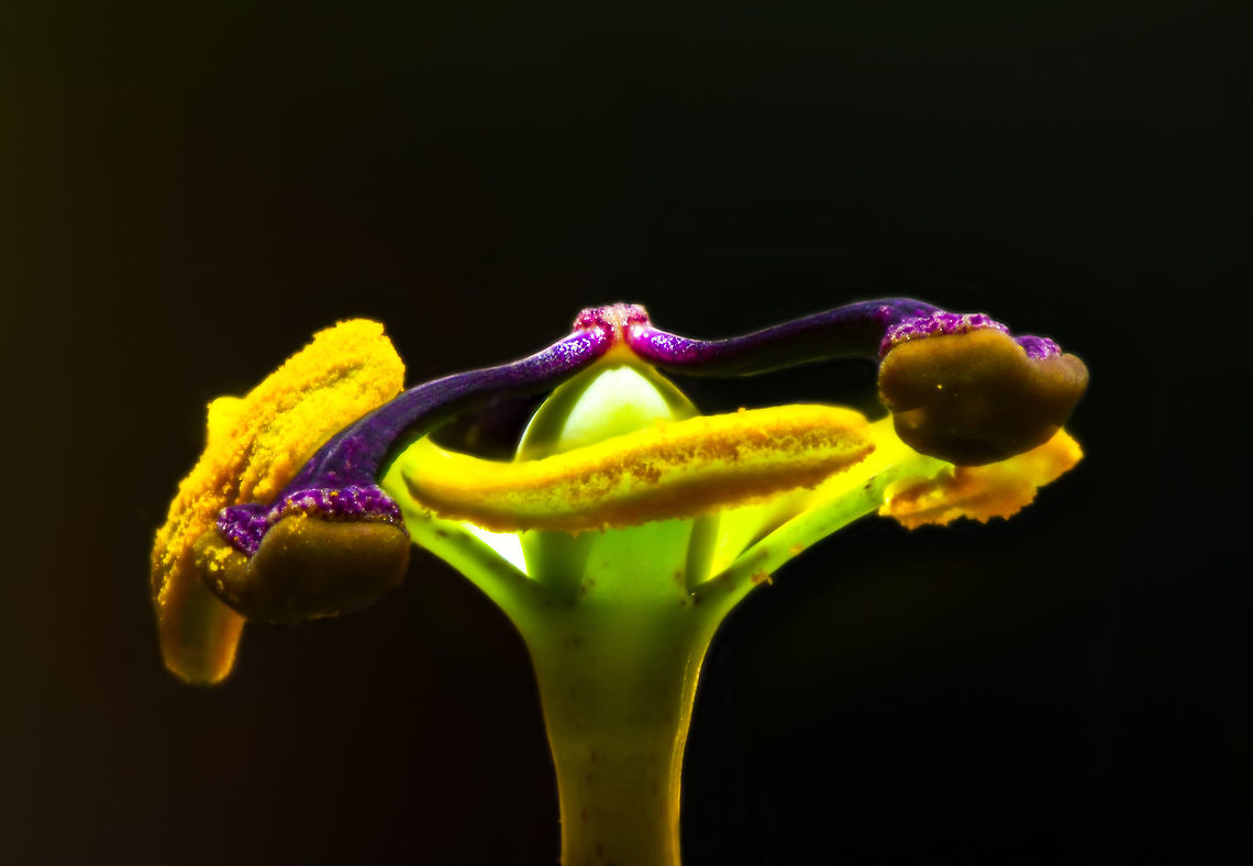 Blue Passion Flower macro - III, Heesch, Netherlands About 2 weeks ago, I noticed how our neighbour&#039;s passion flower plant, which grows several meters during a single summer, has made an entry into our garden by &quot;climbing&quot; over the fence. Great, because they are wonderful flowers. I made a note to myself that as soon as I have time, I will try a focus shifting stack on one of the flowers. As I was rather busy, each day I would just observe if the flower is still there, because a single flower was blossoming. <br />
<br />
Yes, it was still there each day for the whole 2 weeks. Except that it wasn&#039;t, because I&#039;ve now learned that passion flowers bloom for a single day. In other words, I was looking at a different flower every single day. Quite a mindf***?<br />
<br />
Anyway, bear with me a little as I am inexperienced in focus stacking. I&#039;ve made tons of mistakes and I&#039;m still not happy with these results, but you have to start somewhere. This is an in-house scene (every outdoor shot failed horribly due to wind) with the flower on a clamp, and a flash light for top lighting. My camera is flat on the table and I&#039;m using the Nikon D850&#039;s inbuilt focus shifting mode, where you simply enter the number of steps and the size of each step. The background was initially not this dark yet I had to apply some brushes due to halo effects as part of the stacking process. <br />
<br />
And oh yes, about passion flowers. As said, they bloom for a single day. Another remarkable fact is regarding the mimicry of some species. Butterflies using this flower as a host plant to deposit eggs, first check if another butterfly did not already deposited eggs, to avoid cannibalism. The passion flower has a brilliant defense: it contains a mimic of these butterfly eggs: small, orange round bulbs that looks like eggs, but are purely a misleading appendage. <br />
<br />
Some different crops:<br />
<figure class="photo"><a href="https://www.jungledragon.com/image/62997/blue_passion_flower_macro_heesch_netherlands.html" title="Blue Passion Flower macro, Heesch, Netherlands"><img src="https://s3.amazonaws.com/media.jungledragon.com/images/2/62997_thumb.jpg?AWSAccessKeyId=05GMT0V3GWVNE7GGM1R2&Expires=1767225610&Signature=vdG9DEWfOZr7mxLb9ilWWGXJY58%3D" width="200" height="126" alt="Blue Passion Flower macro, Heesch, Netherlands About 2 weeks ago, I noticed how our neighbour&#039;s passion flower plant, which grows several meters during a single summer, has made an entry into our garden by &quot;climbing&quot; over the fence. Great, because they are wonderful flowers. I made a note to myself that as soon as I have time, I will try a focus shifting stack on one of the flowers. As I was rather busy, each day I would just observe if the flower is still there, because a single flower was blossoming. <br />
<br />
Yes, it was still there each day for the whole 2 weeks. Except that it wasn&#039;t, because I&#039;ve now learned that passion flowers bloom for a single day. In other words, I was looking at a different flower every single day. Quite a mindf***?<br />
<br />
Anyway, bear with me a little as I am inexperienced in focus stacking. I&#039;ve made tons of mistakes and I&#039;m still not happy with these results, but you have to start somewhere. This is an in-house scene (every outdoor shot failed horribly due to wind) with the flower on a clamp, and a flash light for top lighting. My camera is flat on the table and I&#039;m using the Nikon D850&#039;s inbuilt focus shifting mode, where you simply enter the number of steps and the size of each step. The background was initially not this dark yet I had to apply some brushes due to halo effects as part of the stacking process. <br />
<br />
And oh yes, about passion flowers. As said, they bloom for a single day. Another remarkable fact is regarding the mimicry of some species. Butterflies using this flower as a host plant to deposit eggs, first check if another butterfly did not already deposited eggs, to avoid cannibalism. The passion flower has a brilliant defense: it contains a mimic of these butterfly eggs: small, orange round bulbs that looks like eggs, but are purely a misleading appendage. <br />
<br />
Some different crops:<br />
https://www.jungledragon.com/image/63001/blue_passion_flower_macro_-_ii_heesch_netherlands.html<br />
https://www.jungledragon.com/image/63002/blue_passion_flower_macro_-_iii_heesch_netherlands.html<br />
<br />
Different experiments:<br />
<br />
https://www.jungledragon.com/image/63005/white_flower_heesch_netherlands.html<br />
https://www.jungledragon.com/image/63007/flower_stack_heesch_netherlands.html Europe,Focus Shift,Focus Stack,Heesch,Netherlands,Passiflora caerulea,World" /></a></figure><br />
<figure class="photo"><a href="https://www.jungledragon.com/image/63001/blue_passion_flower_macro_-_ii_heesch_netherlands.html" title="Blue Passion Flower macro - II, Heesch, Netherlands"><img src="https://s3.amazonaws.com/media.jungledragon.com/images/2/63001_thumb.jpg?AWSAccessKeyId=05GMT0V3GWVNE7GGM1R2&Expires=1767225610&Signature=H1iJq6HG5li%2ByA4yGFuuuJ%2FXSjE%3D" width="134" height="152" alt="Blue Passion Flower macro - II, Heesch, Netherlands About 2 weeks ago, I noticed how our neighbour&#039;s passion flower plant, which grows several meters during a single summer, has made an entry into our garden by &quot;climbing&quot; over the fence. Great, because they are wonderful flowers. I made a note to myself that as soon as I have time, I will try a focus shifting stack on one of the flowers. As I was rather busy, each day I would just observe if the flower is still there, because a single flower was blossoming. <br />
<br />
Yes, it was still there each day for the whole 2 weeks. Except that it wasn&#039;t, because I&#039;ve now learned that passion flowers bloom for a single day. In other words, I was looking at a different flower every single day. Quite a mindf***?<br />
<br />
Anyway, bear with me a little as I am inexperienced in focus stacking. I&#039;ve made tons of mistakes and I&#039;m still not happy with these results, but you have to start somewhere. This is an in-house scene (every outdoor shot failed horribly due to wind) with the flower on a clamp, and a flash light for top lighting. My camera is flat on the table and I&#039;m using the Nikon D850&#039;s inbuilt focus shifting mode, where you simply enter the number of steps and the size of each step. The background was initially not this dark yet I had to apply some brushes due to halo effects as part of the stacking process. <br />
<br />
And oh yes, about passion flowers. As said, they bloom for a single day. Another remarkable fact is regarding the mimicry of some species. Butterflies using this flower as a host plant to deposit eggs, first check if another butterfly did not already deposited eggs, to avoid cannibalism. The passion flower has a brilliant defense: it contains a mimic of these butterfly eggs: small, orange round bulbs that looks like eggs, but are purely a misleading appendage. <br />
<br />
Some different crops:<br />
https://www.jungledragon.com/image/62997/blue_passion_flower_macro_heesch_netherlands.html<br />
https://www.jungledragon.com/image/63002/blue_passion_flower_macro_-_iii_heesch_netherlands.html<br />
<br />
Different experiments:<br />
<br />
https://www.jungledragon.com/image/63005/white_flower_heesch_netherlands.html<br />
https://www.jungledragon.com/image/63007/flower_stack_heesch_netherlands.html Blue Passion Flower,Europe,Focus Shift,Focus Stack,Heesch,Netherlands,Passiflora caerulea,World" /></a></figure><br />
<br />
Different experiments:<br />
<br />
<figure class="photo"><a href="https://www.jungledragon.com/image/63005/white_flower_heesch_netherlands.html" title="White flower, Heesch, Netherlands"><img src="https://s3.amazonaws.com/media.jungledragon.com/images/2/63005_thumb.jpg?AWSAccessKeyId=05GMT0V3GWVNE7GGM1R2&Expires=1767225610&Signature=RArVokZ0aJuksUT14xsvqCX7GeM%3D" width="200" height="134" alt="White flower, Heesch, Netherlands Another example of a focus shift stack done on a tiny flower taken from our garden. Unfortunately, I have no idea what type of flower it is. In this case I used a high key process to get rid of halos, although you can still see some traces of it.<br />
<br />
Some more experiments done on this day:<br />
https://www.jungledragon.com/image/62997/blue_passion_flower_macro_heesch_netherlands.html<br />
https://www.jungledragon.com/image/63003/blue_passion_flower_-_core_heesch_netherlands.html<br />
https://www.jungledragon.com/image/63007/flower_stack_heesch_netherlands.html Europe,Focus Shift,Focus Stack,Heesch,Netherlands,World" /></a></figure><br />
<figure class="photo"><a href="https://www.jungledragon.com/image/63007/flower_stack_heesch_netherlands.html" title="Flower stack, Heesch, Netherlands"><img src="https://s3.amazonaws.com/media.jungledragon.com/images/2/63007_thumb.jpg?AWSAccessKeyId=05GMT0V3GWVNE7GGM1R2&Expires=1767225610&Signature=yPtGpergwvipjCV1HlahCzPntgM%3D" width="200" height="162" alt="Flower stack, Heesch, Netherlands Another example of a focus shift stack done on a tiny flower taken from our garden. Unfortunately, I have no idea what type of flower it is. I really love the lighting in this one, but as you can see it suffers from strong halo effects around the edges. In this case it was too difficult to clean up. Halo is a result of focus stacking software being inaccurate in trying to determine which part of a single shot in a stack is sharp. <br />
<br />
Some more experiments done on this day:<br />
https://www.jungledragon.com/image/62997/blue_passion_flower_macro_heesch_netherlands.html<br />
https://www.jungledragon.com/image/63003/blue_passion_flower_-_core_heesch_netherlands.html<br />
https://www.jungledragon.com/image/63005/white_flower_heesch_netherlands.html Europe,Focus Stack,Heesch,Netherlands,World" /></a></figure> Blue Passion Flower,Europe,Focus Shift,Focus Stack,Heesch,Netherlands,Passiflora caerulea,World
