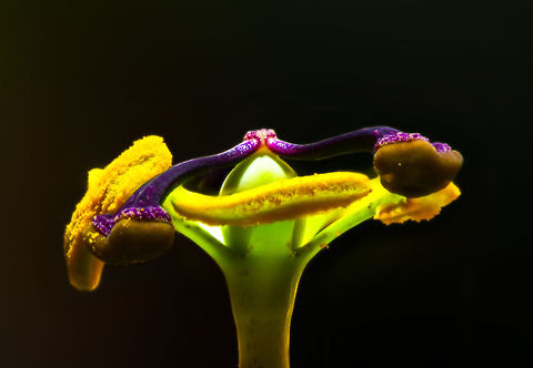 Blue Passion Flower macro - III, Heesch, Netherlands About 2 weeks ago, I noticed how our neighbour's passion flower plant, which grows several meters during a single summer, has made an entry into our garden by "climbing" over the fence. Great, because they are wonderful flowers. I made a note to myself that as soon as I have time, I will try a focus shifting stack on one of the flowers. As I was rather busy, each day I would just observe if the flower is still there, because a single flower was blossoming. 

Yes, it was still there each day for the whole 2 weeks. Except that it wasn't, because I've now learned that passion flowers bloom for a single day. In other words, I was looking at a different flower every single day. Quite a mindf***?

Anyway, bear with me a little as I am inexperienced in focus stacking. I've made tons of mistakes and I'm still not happy with these results, but you have to start somewhere. This is an in-house scene (every outdoor shot failed horribly due to wind) with the flower on a clamp, and a flash light for top lighting. My camera is flat on the table and I'm using the Nikon D850's inbuilt focus shifting mode, where you simply enter the number of steps and the size of each step. The background was initially not this dark yet I had to apply some brushes due to halo effects as part of the stacking process. 

And oh yes, about passion flowers. As said, they bloom for a single day. Another remarkable fact is regarding the mimicry of some species. Butterflies using this flower as a host plant to deposit eggs, first check if another butterfly did not already deposited eggs, to avoid cannibalism. The passion flower has a brilliant defense: it contains a mimic of these butterfly eggs: small, orange round bulbs that looks like eggs, but are purely a misleading appendage. 

Some different crops:
https://www.jungledragon.com/image/62997/blue_passion_flower_macro_heesch_netherlands.html
https://www.jungledragon.com/image/63001/blue_passion_flower_macro_-_ii_heesch_netherlands.html

Different experiments:

https://www.jungledragon.com/image/63005/white_flower_heesch_netherlands.html
https://www.jungledragon.com/image/63007/flower_stack_heesch_netherlands.html Blue Passion Flower,Europe,Focus Shift,Focus Stack,Heesch,Netherlands,Passiflora caerulea,World