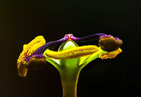 Blue Passion Flower macro - III, Heesch, Netherlands About 2 weeks ago, I noticed how our neighbour's passion flower plant, which grows several meters during a single summer, has made an entry into our garden by "climbing" over the fence. Great, because they are wonderful flowers. I made a note to myself that as soon as I have time, I will try a focus shifting stack on one of the flowers. As I was rather busy, each day I would just observe if the flower is still there, because a single flower was blossoming. <br />
<br />
Yes, it was still there each day for the whole 2 weeks. Except that it wasn't, because I've now learned that passion flowers bloom for a single day. In other words, I was looking at a different flower every single day. Quite a mindf***?<br />
<br />
Anyway, bear with me a little as I am inexperienced in focus stacking. I've made tons of mistakes and I'm still not happy with these results, but you have to start somewhere. This is an in-house scene (every outdoor shot failed horribly due to wind) with the flower on a clamp, and a flash light for top lighting. My camera is flat on the table and I'm using the Nikon D850's inbuilt focus shifting mode, where you simply enter the number of steps and the size of each step. The background was initially not this dark yet I had to apply some brushes due to halo effects as part of the stacking process. <br />
<br />
And oh yes, about passion flowers. As said, they bloom for a single day. Another remarkable fact is regarding the mimicry of some species. Butterflies using this flower as a host plant to deposit eggs, first check if another butterfly did not already deposited eggs, to avoid cannibalism. The passion flower has a brilliant defense: it contains a mimic of these butterfly eggs: small, orange round bulbs that looks like eggs, but are purely a misleading appendage. <br />
<br />
Some different crops:<br />
https://www.jungledragon.com/image/62997/blue_passion_flower_macro_heesch_netherlands.html<br />
https://www.jungledragon.com/image/63001/blue_passion_flower_macro_-_ii_heesch_netherlands.html<br />
<br />
Different experiments:<br />
<br />
https://www.jungledragon.com/image/63005/white_flower_heesch_netherlands.html<br />
https://www.jungledragon.com/image/63007/flower_stack_heesch_netherlands.html Blue Passion Flower,Europe,Focus Shift,Focus Stack,Heesch,Netherlands,Passiflora caerulea,World