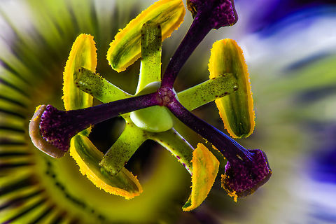 Blue Passion Flower - core, Heesch, Netherlands A focus shift stack of just the stem of a passion flower. Held in a clamp in a diagonal angle towards the camera, back-lit by a flash light, bottom-lit by UV light (which does nothing on passion flowers). Closer:
https://www.jungledragon.com/image/63004/blue_passion_flower_-_core_ii_heesch_netherlands.html
Here's another stack from another angle:

https://www.jungledragon.com/image/63001/blue_passion_flower_macro_-_ii_heesch_netherlands.html

Setup:
https://scontent-ams3-1.xx.fbcdn.net/v/t1.0-9/37235550_10156480611577692_1420255666567643136_o.jpg?_nc_cat=0&oh=1fe828d163b5a711b1c4be6552ba64d9&oe=5BEA5C43 Blue Passion Flower,Focus Shift,Focus Stack,Passiflora caerulea