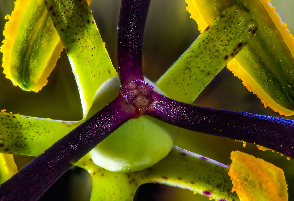 Blue Passion Flower - core II, Heesch, Netherlands A focus shift stack of just the stem of a passion flower. Held in a clamp in a diagonal angle towards the camera, back-lit by a flash light, bottom-lit by UV light (which does nothing on passion flowers). Overview:<br />
<figure class="photo"><a href="https://www.jungledragon.com/image/63003/blue_passion_flower_-_core_heesch_netherlands.html" title="Blue Passion Flower - core, Heesch, Netherlands"><img src="https://s3.amazonaws.com/media.jungledragon.com/images/2/63003_thumb.jpg?AWSAccessKeyId=05GMT0V3GWVNE7GGM1R2&Expires=1759968010&Signature=tMW4WWA9T0pBwPkcvrE4Ust8A28%3D" width="200" height="134" alt="Blue Passion Flower - core, Heesch, Netherlands A focus shift stack of just the stem of a passion flower. Held in a clamp in a diagonal angle towards the camera, back-lit by a flash light, bottom-lit by UV light (which does nothing on passion flowers). Closer:<br />
https://www.jungledragon.com/image/63004/blue_passion_flower_-_core_ii_heesch_netherlands.html<br />
Here&#039;s another stack from another angle:<br />
<br />
https://www.jungledragon.com/image/63001/blue_passion_flower_macro_-_ii_heesch_netherlands.html<br />
<br />
Setup:<br />
https://scontent-ams3-1.xx.fbcdn.net/v/t1.0-9/37235550_10156480611577692_1420255666567643136_o.jpg?_nc_cat=0&amp;oh=1fe828d163b5a711b1c4be6552ba64d9&amp;oe=5BEA5C43 Blue Passion Flower,Focus Shift,Focus Stack,Passiflora caerulea" /></a></figure><br />
Here&#039;s another stack from another angle:<br />
<br />
<figure class="photo"><a href="https://www.jungledragon.com/image/63001/blue_passion_flower_macro_-_ii_heesch_netherlands.html" title="Blue Passion Flower macro - II, Heesch, Netherlands"><img src="https://s3.amazonaws.com/media.jungledragon.com/images/2/63001_thumb.jpg?AWSAccessKeyId=05GMT0V3GWVNE7GGM1R2&Expires=1759968010&Signature=Cj1LnG8GriNmPHd7TzYny9npbEk%3D" width="134" height="152" alt="Blue Passion Flower macro - II, Heesch, Netherlands About 2 weeks ago, I noticed how our neighbour&#039;s passion flower plant, which grows several meters during a single summer, has made an entry into our garden by &quot;climbing&quot; over the fence. Great, because they are wonderful flowers. I made a note to myself that as soon as I have time, I will try a focus shifting stack on one of the flowers. As I was rather busy, each day I would just observe if the flower is still there, because a single flower was blossoming. <br />
<br />
Yes, it was still there each day for the whole 2 weeks. Except that it wasn&#039;t, because I&#039;ve now learned that passion flowers bloom for a single day. In other words, I was looking at a different flower every single day. Quite a mindf***?<br />
<br />
Anyway, bear with me a little as I am inexperienced in focus stacking. I&#039;ve made tons of mistakes and I&#039;m still not happy with these results, but you have to start somewhere. This is an in-house scene (every outdoor shot failed horribly due to wind) with the flower on a clamp, and a flash light for top lighting. My camera is flat on the table and I&#039;m using the Nikon D850&#039;s inbuilt focus shifting mode, where you simply enter the number of steps and the size of each step. The background was initially not this dark yet I had to apply some brushes due to halo effects as part of the stacking process. <br />
<br />
And oh yes, about passion flowers. As said, they bloom for a single day. Another remarkable fact is regarding the mimicry of some species. Butterflies using this flower as a host plant to deposit eggs, first check if another butterfly did not already deposited eggs, to avoid cannibalism. The passion flower has a brilliant defense: it contains a mimic of these butterfly eggs: small, orange round bulbs that looks like eggs, but are purely a misleading appendage. <br />
<br />
Some different crops:<br />
https://www.jungledragon.com/image/62997/blue_passion_flower_macro_heesch_netherlands.html<br />
https://www.jungledragon.com/image/63002/blue_passion_flower_macro_-_iii_heesch_netherlands.html<br />
<br />
Different experiments:<br />
<br />
https://www.jungledragon.com/image/63005/white_flower_heesch_netherlands.html<br />
https://www.jungledragon.com/image/63007/flower_stack_heesch_netherlands.html Blue Passion Flower,Europe,Focus Shift,Focus Stack,Heesch,Netherlands,Passiflora caerulea,World" /></a></figure><br />
<br />
Setup:<br />
<a href="https://scontent-ams3-1.xx.fbcdn.net/v/t1.0-9/37235550_10156480611577692_1420255666567643136_o.jpg?_nc_cat=0&amp;oh=1fe828d163b5a711b1c4be6552ba64d9&amp;oe=5BEA5C43" rel="nofollow">https://scontent-ams3-1.xx.fbcdn.net/v/t1.0-9/37235550_10156480611577692_1420255666567643136_o.jpg?_nc_cat=0&amp;oh=1fe828d163b5a711b1c4be6552ba64d9&amp;oe=5BEA5C43</a> Blue Passion Flower,Focus Shift,Focus Stack,Passiflora caerulea