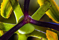 Blue Passion Flower - core II, Heesch, Netherlands A focus shift stack of just the stem of a passion flower. Held in a clamp in a diagonal angle towards the camera, back-lit by a flash light, bottom-lit by UV light (which does nothing on passion flowers). Overview:<br />
https://www.jungledragon.com/image/63003/blue_passion_flower_-_core_heesch_netherlands.html<br />
Here's another stack from another angle:<br />
<br />
https://www.jungledragon.com/image/63001/blue_passion_flower_macro_-_ii_heesch_netherlands.html<br />
<br />
Setup:<br />
https://scontent-ams3-1.xx.fbcdn.net/v/t1.0-9/37235550_10156480611577692_1420255666567643136_o.jpg?_nc_cat=0&oh=1fe828d163b5a711b1c4be6552ba64d9&oe=5BEA5C43 Blue Passion Flower,Focus Shift,Focus Stack,Passiflora caerulea