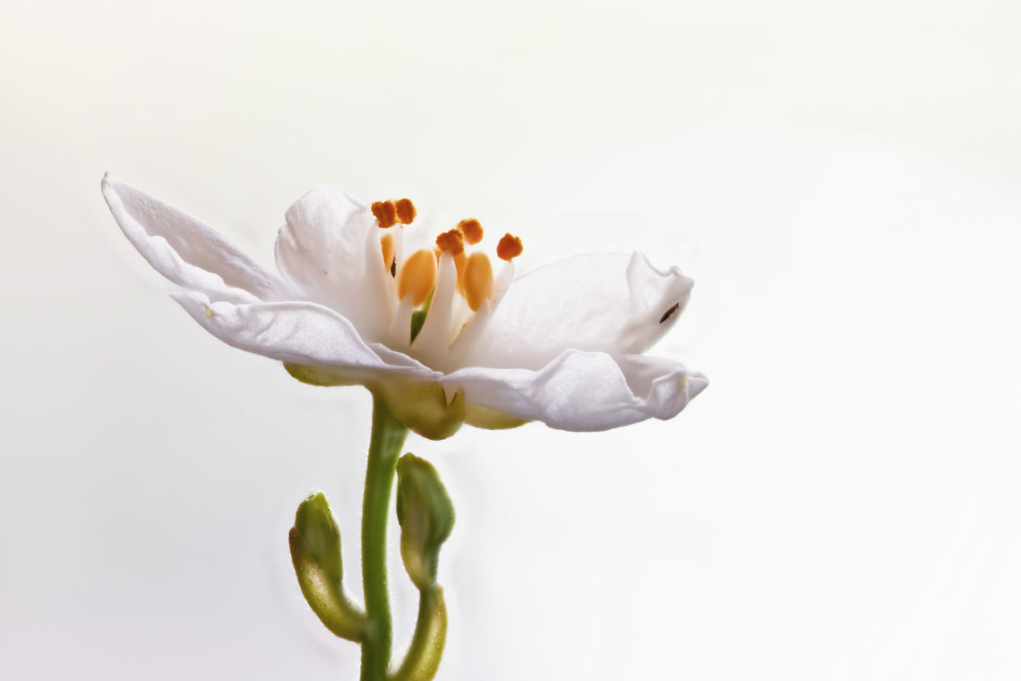 White flower, Heesch, Netherlands Another example of a focus shift stack done on a tiny flower taken from our garden. Unfortunately, I have no idea what type of flower it is. In this case I used a high key process to get rid of halos, although you can still see some traces of it.<br />
<br />
Some more experiments done on this day:<br />
<figure class="photo"><a href="https://www.jungledragon.com/image/62997/blue_passion_flower_macro_heesch_netherlands.html" title="Blue Passion Flower macro, Heesch, Netherlands"><img src="https://s3.amazonaws.com/media.jungledragon.com/images/2/62997_thumb.jpg?AWSAccessKeyId=05GMT0V3GWVNE7GGM1R2&Expires=1763596810&Signature=YMRLtbIpaG0llm4xLkoWBCelWrc%3D" width="200" height="126" alt="Blue Passion Flower macro, Heesch, Netherlands About 2 weeks ago, I noticed how our neighbour's passion flower plant, which grows several meters during a single summer, has made an entry into our garden by "climbing" over the fence. Great, because they are wonderful flowers. I made a note to myself that as soon as I have time, I will try a focus shifting stack on one of the flowers. As I was rather busy, each day I would just observe if the flower is still there, because a single flower was blossoming. <br />
<br />
Yes, it was still there each day for the whole 2 weeks. Except that it wasn't, because I've now learned that passion flowers bloom for a single day. In other words, I was looking at a different flower every single day. Quite a mindf***?<br />
<br />
Anyway, bear with me a little as I am inexperienced in focus stacking. I've made tons of mistakes and I'm still not happy with these results, but you have to start somewhere. This is an in-house scene (every outdoor shot failed horribly due to wind) with the flower on a clamp, and a flash light for top lighting. My camera is flat on the table and I'm using the Nikon D850's inbuilt focus shifting mode, where you simply enter the number of steps and the size of each step. The background was initially not this dark yet I had to apply some brushes due to halo effects as part of the stacking process. <br />
<br />
And oh yes, about passion flowers. As said, they bloom for a single day. Another remarkable fact is regarding the mimicry of some species. Butterflies using this flower as a host plant to deposit eggs, first check if another butterfly did not already deposited eggs, to avoid cannibalism. The passion flower has a brilliant defense: it contains a mimic of these butterfly eggs: small, orange round bulbs that looks like eggs, but are purely a misleading appendage. <br />
<br />
Some different crops:<br />
https://www.jungledragon.com/image/63001/blue_passion_flower_macro_-_ii_heesch_netherlands.html<br />
https://www.jungledragon.com/image/63002/blue_passion_flower_macro_-_iii_heesch_netherlands.html<br />
<br />
Different experiments:<br />
<br />
https://www.jungledragon.com/image/63005/white_flower_heesch_netherlands.html<br />
https://www.jungledragon.com/image/63007/flower_stack_heesch_netherlands.html Europe,Focus Shift,Focus Stack,Heesch,Netherlands,Passiflora caerulea,World" /></a></figure><br />
<figure class="photo"><a href="https://www.jungledragon.com/image/63003/blue_passion_flower_-_core_heesch_netherlands.html" title="Blue Passion Flower - core, Heesch, Netherlands"><img src="https://s3.amazonaws.com/media.jungledragon.com/images/2/63003_thumb.jpg?AWSAccessKeyId=05GMT0V3GWVNE7GGM1R2&Expires=1763596810&Signature=yLJWhsvNiocTjn7Pp2mN%2FyspgnY%3D" width="200" height="134" alt="Blue Passion Flower - core, Heesch, Netherlands A focus shift stack of just the stem of a passion flower. Held in a clamp in a diagonal angle towards the camera, back-lit by a flash light, bottom-lit by UV light (which does nothing on passion flowers). Closer:<br />
https://www.jungledragon.com/image/63004/blue_passion_flower_-_core_ii_heesch_netherlands.html<br />
Here's another stack from another angle:<br />
<br />
https://www.jungledragon.com/image/63001/blue_passion_flower_macro_-_ii_heesch_netherlands.html<br />
<br />
Setup:<br />
https://scontent-ams3-1.xx.fbcdn.net/v/t1.0-9/37235550_10156480611577692_1420255666567643136_o.jpg?_nc_cat=0&oh=1fe828d163b5a711b1c4be6552ba64d9&oe=5BEA5C43 Blue Passion Flower,Focus Shift,Focus Stack,Passiflora caerulea" /></a></figure><br />
<figure class="photo"><a href="https://www.jungledragon.com/image/63007/flower_stack_heesch_netherlands.html" title="Flower stack, Heesch, Netherlands"><img src="https://s3.amazonaws.com/media.jungledragon.com/images/2/63007_thumb.jpg?AWSAccessKeyId=05GMT0V3GWVNE7GGM1R2&Expires=1763596810&Signature=n9dKnGGHgfB7IGFSbvsDzY2KzRU%3D" width="200" height="162" alt="Flower stack, Heesch, Netherlands Another example of a focus shift stack done on a tiny flower taken from our garden. Unfortunately, I have no idea what type of flower it is. I really love the lighting in this one, but as you can see it suffers from strong halo effects around the edges. In this case it was too difficult to clean up. Halo is a result of focus stacking software being inaccurate in trying to determine which part of a single shot in a stack is sharp. <br />
<br />
Some more experiments done on this day:<br />
https://www.jungledragon.com/image/62997/blue_passion_flower_macro_heesch_netherlands.html<br />
https://www.jungledragon.com/image/63003/blue_passion_flower_-_core_heesch_netherlands.html<br />
https://www.jungledragon.com/image/63005/white_flower_heesch_netherlands.html Europe,Focus Stack,Heesch,Netherlands,World" /></a></figure> Europe,Focus Shift,Focus Stack,Heesch,Netherlands,World