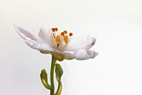 White flower, Heesch, Netherlands Another example of a focus shift stack done on a tiny flower taken from our garden. Unfortunately, I have no idea what type of flower it is. In this case I used a high key process to get rid of halos, although you can still see some traces of it.

Some more experiments done on this day:
https://www.jungledragon.com/image/62997/blue_passion_flower_macro_heesch_netherlands.html
https://www.jungledragon.com/image/63003/blue_passion_flower_-_core_heesch_netherlands.html
https://www.jungledragon.com/image/63007/flower_stack_heesch_netherlands.html Europe,Focus Shift,Focus Stack,Heesch,Netherlands,World
