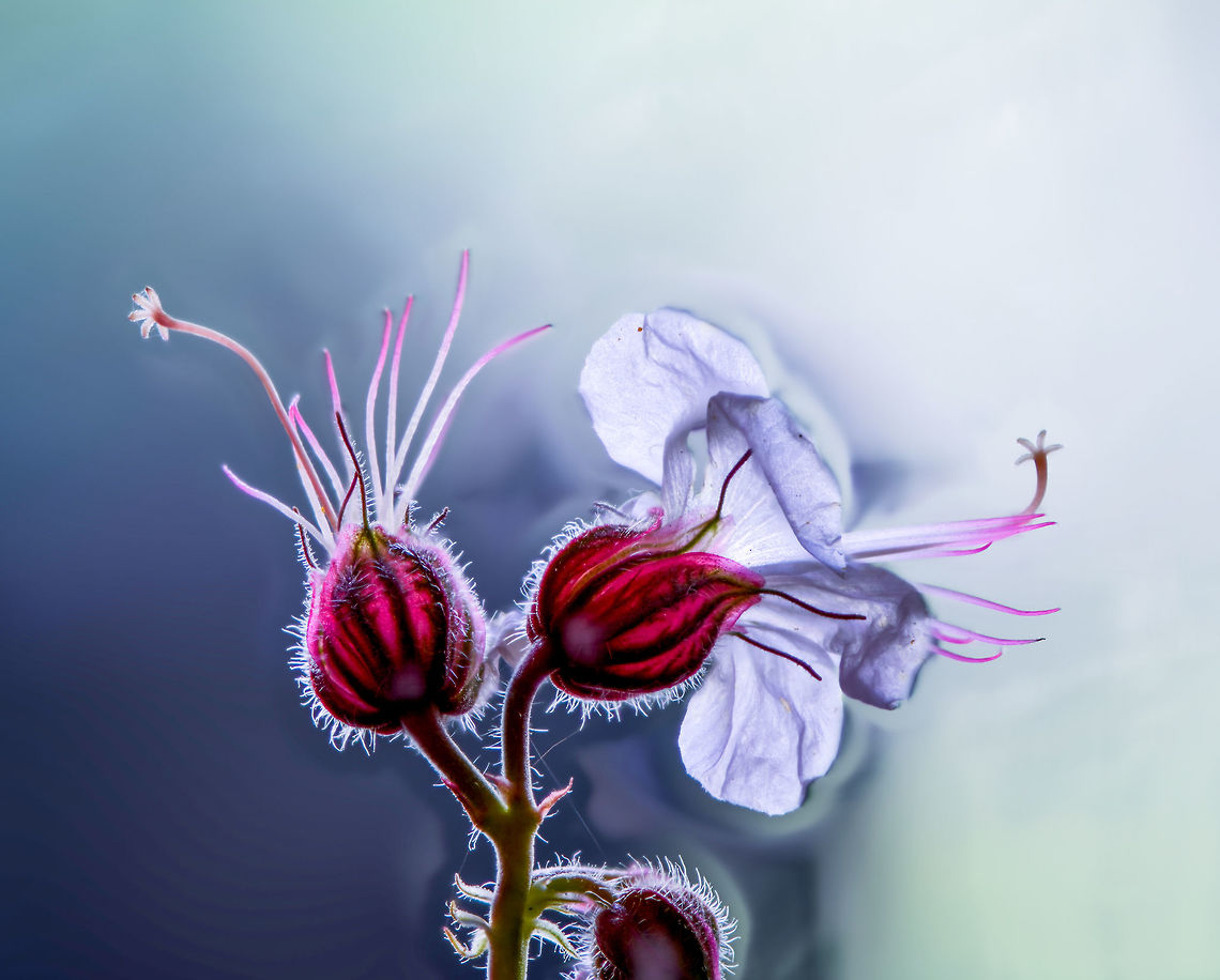 Flower stack, Heesch, Netherlands Another example of a focus shift stack done on a tiny flower taken from our garden. Unfortunately, I have no idea what type of flower it is. I really love the lighting in this one, but as you can see it suffers from strong halo effects around the edges. In this case it was too difficult to clean up. Halo is a result of focus stacking software being inaccurate in trying to determine which part of a single shot in a stack is sharp. <br />
<br />
Some more experiments done on this day:<br />
<figure class="photo"><a href="https://www.jungledragon.com/image/62997/blue_passion_flower_macro_heesch_netherlands.html" title="Blue Passion Flower macro, Heesch, Netherlands"><img src="https://s3.amazonaws.com/media.jungledragon.com/images/2/62997_thumb.jpg?AWSAccessKeyId=05GMT0V3GWVNE7GGM1R2&Expires=1763596810&Signature=YMRLtbIpaG0llm4xLkoWBCelWrc%3D" width="200" height="126" alt="Blue Passion Flower macro, Heesch, Netherlands About 2 weeks ago, I noticed how our neighbour's passion flower plant, which grows several meters during a single summer, has made an entry into our garden by "climbing" over the fence. Great, because they are wonderful flowers. I made a note to myself that as soon as I have time, I will try a focus shifting stack on one of the flowers. As I was rather busy, each day I would just observe if the flower is still there, because a single flower was blossoming. <br />
<br />
Yes, it was still there each day for the whole 2 weeks. Except that it wasn't, because I've now learned that passion flowers bloom for a single day. In other words, I was looking at a different flower every single day. Quite a mindf***?<br />
<br />
Anyway, bear with me a little as I am inexperienced in focus stacking. I've made tons of mistakes and I'm still not happy with these results, but you have to start somewhere. This is an in-house scene (every outdoor shot failed horribly due to wind) with the flower on a clamp, and a flash light for top lighting. My camera is flat on the table and I'm using the Nikon D850's inbuilt focus shifting mode, where you simply enter the number of steps and the size of each step. The background was initially not this dark yet I had to apply some brushes due to halo effects as part of the stacking process. <br />
<br />
And oh yes, about passion flowers. As said, they bloom for a single day. Another remarkable fact is regarding the mimicry of some species. Butterflies using this flower as a host plant to deposit eggs, first check if another butterfly did not already deposited eggs, to avoid cannibalism. The passion flower has a brilliant defense: it contains a mimic of these butterfly eggs: small, orange round bulbs that looks like eggs, but are purely a misleading appendage. <br />
<br />
Some different crops:<br />
https://www.jungledragon.com/image/63001/blue_passion_flower_macro_-_ii_heesch_netherlands.html<br />
https://www.jungledragon.com/image/63002/blue_passion_flower_macro_-_iii_heesch_netherlands.html<br />
<br />
Different experiments:<br />
<br />
https://www.jungledragon.com/image/63005/white_flower_heesch_netherlands.html<br />
https://www.jungledragon.com/image/63007/flower_stack_heesch_netherlands.html Europe,Focus Shift,Focus Stack,Heesch,Netherlands,Passiflora caerulea,World" /></a></figure><br />
<figure class="photo"><a href="https://www.jungledragon.com/image/63003/blue_passion_flower_-_core_heesch_netherlands.html" title="Blue Passion Flower - core, Heesch, Netherlands"><img src="https://s3.amazonaws.com/media.jungledragon.com/images/2/63003_thumb.jpg?AWSAccessKeyId=05GMT0V3GWVNE7GGM1R2&Expires=1763596810&Signature=yLJWhsvNiocTjn7Pp2mN%2FyspgnY%3D" width="200" height="134" alt="Blue Passion Flower - core, Heesch, Netherlands A focus shift stack of just the stem of a passion flower. Held in a clamp in a diagonal angle towards the camera, back-lit by a flash light, bottom-lit by UV light (which does nothing on passion flowers). Closer:<br />
https://www.jungledragon.com/image/63004/blue_passion_flower_-_core_ii_heesch_netherlands.html<br />
Here's another stack from another angle:<br />
<br />
https://www.jungledragon.com/image/63001/blue_passion_flower_macro_-_ii_heesch_netherlands.html<br />
<br />
Setup:<br />
https://scontent-ams3-1.xx.fbcdn.net/v/t1.0-9/37235550_10156480611577692_1420255666567643136_o.jpg?_nc_cat=0&oh=1fe828d163b5a711b1c4be6552ba64d9&oe=5BEA5C43 Blue Passion Flower,Focus Shift,Focus Stack,Passiflora caerulea" /></a></figure><br />
<figure class="photo"><a href="https://www.jungledragon.com/image/63005/white_flower_heesch_netherlands.html" title="White flower, Heesch, Netherlands"><img src="https://s3.amazonaws.com/media.jungledragon.com/images/2/63005_thumb.jpg?AWSAccessKeyId=05GMT0V3GWVNE7GGM1R2&Expires=1763596810&Signature=mt%2FkHXxP%2BYQpGMDF6evWv95sEBc%3D" width="200" height="134" alt="White flower, Heesch, Netherlands Another example of a focus shift stack done on a tiny flower taken from our garden. Unfortunately, I have no idea what type of flower it is. In this case I used a high key process to get rid of halos, although you can still see some traces of it.<br />
<br />
Some more experiments done on this day:<br />
https://www.jungledragon.com/image/62997/blue_passion_flower_macro_heesch_netherlands.html<br />
https://www.jungledragon.com/image/63003/blue_passion_flower_-_core_heesch_netherlands.html<br />
https://www.jungledragon.com/image/63007/flower_stack_heesch_netherlands.html Europe,Focus Shift,Focus Stack,Heesch,Netherlands,World" /></a></figure> Europe,Focus Stack,Heesch,Netherlands,World