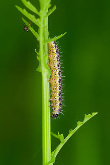 Large White - caterpillar, Heeswijk, Netherlands Caterpillar of the Large White, in dutch more descriptively named "Great cabbage white", as it feeds on cabbage plants and in some contexts can be considered a pest. Still, it's one of the most common butterflies, found everywhere.
https://www.jungledragon.com/image/63086/large_white_-_caterpillar_ii_heeswijk_netherlands.html Europe,Heeswijk-Dinther,Large white,Netherlands,Pieris brassicae,World