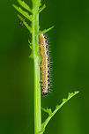 Large White - caterpillar, Heeswijk, Netherlands Caterpillar of the Large White, in dutch more descriptively named "Great cabbage white", as it feeds on cabbage plants and in some contexts can be considered a pest. Still, it's one of the most common butterflies, found everywhere.<br />
https://www.jungledragon.com/image/63086/large_white_-_caterpillar_ii_heeswijk_netherlands.html Europe,Heeswijk-Dinther,Large white,Netherlands,Pieris brassicae,World