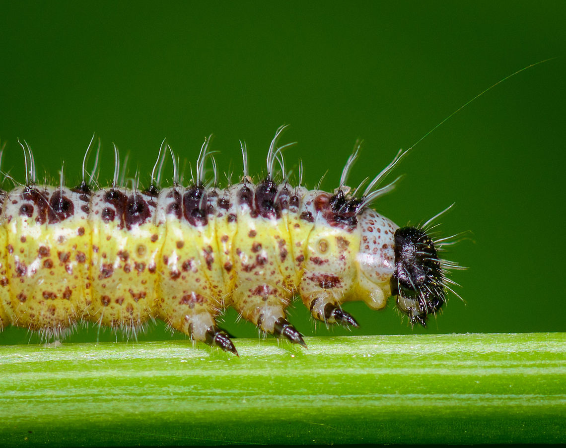 Large White - caterpillar II, Heeswijk, Netherlands Caterpillar of the Large White, in dutch more descriptively named &quot;Great cabbage white&quot;, as it feeds on cabbage plants and in some contexts can be considered a pest. Still, it&#039;s one of the most common butterflies, found everywhere. <br />
<figure class="photo"><a href="https://www.jungledragon.com/image/63085/large_white_-_caterpillar_heeswijk_netherlands.html" title="Large White - caterpillar, Heeswijk, Netherlands"><img src="https://s3.amazonaws.com/media.jungledragon.com/images/2/63085_thumb.jpg?AWSAccessKeyId=05GMT0V3GWVNE7GGM1R2&Expires=1767225610&Signature=oAbjoPtsdvEVCH9l5G%2BUsWBhVOA%3D" width="102" height="152" alt="Large White - caterpillar, Heeswijk, Netherlands Caterpillar of the Large White, in dutch more descriptively named &quot;Great cabbage white&quot;, as it feeds on cabbage plants and in some contexts can be considered a pest. Still, it&#039;s one of the most common butterflies, found everywhere.<br />
https://www.jungledragon.com/image/63086/large_white_-_caterpillar_ii_heeswijk_netherlands.html Europe,Heeswijk-Dinther,Large white,Netherlands,Pieris brassicae,World" /></a></figure> Europe,Heeswijk-Dinther,Large white,Netherlands,Pieris brassicae,World