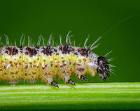 Large White - caterpillar II, Heeswijk, Netherlands Caterpillar of the Large White, in dutch more descriptively named "Great cabbage white", as it feeds on cabbage plants and in some contexts can be considered a pest. Still, it's one of the most common butterflies, found everywhere. <br />
https://www.jungledragon.com/image/63085/large_white_-_caterpillar_heeswijk_netherlands.html Europe,Heeswijk-Dinther,Large white,Netherlands,Pieris brassicae,World