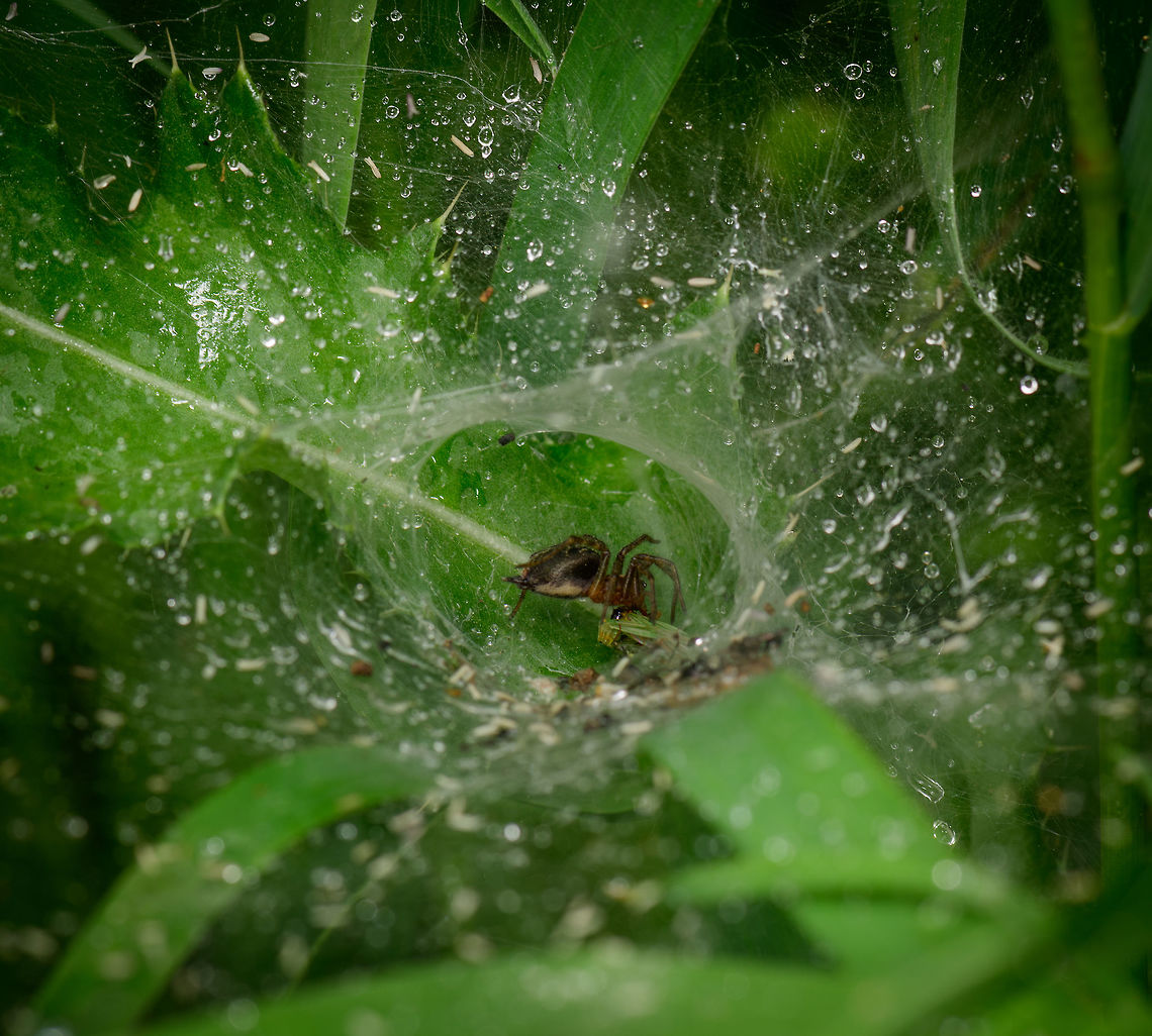 Agelena labyrinthica, Heeswijk, Netherlands Not a great pose or photo, but I do enjoy observing these species. The Netherlands has only 14 species in this genus of which Agelena labyrinthica is the most common one. They are quite tricky to photograph as they are quite paranoid. A small vibration of their enormous cog web typically lures them out whilst a bigger vibration sends them deep into the end of the funnel, as seen here, where they eat in peace. Got a better view of this several years ago:<br />
<figure class="photo"><a href="https://www.jungledragon.com/image/11251/the_funnel_of_death.html" title="The Funnel of Death"><img src="https://s3.amazonaws.com/media.jungledragon.com/images/2/11251_thumb.jpg?AWSAccessKeyId=05GMT0V3GWVNE7GGM1R2&Expires=1767225610&Signature=hR0nJU5teujYDyu%2FbbUG4O82R3c%3D" width="200" height="134" alt="The Funnel of Death This photo is best appreciated fullscreen. I&#039;ve been seeing spider webs in a tunnel shape quite frequently in my area but never with a spider in it until this day. This is the Agelena labyrinthica, a spider that builds a complex web system, where one part of the web is horizontal and used for catching prey, whilst the connected tunnel(or funnel) is for retreating. Check out how this species is excitingly feeding on a large pile of aphids.  Agelena labyrinthica,Geotagged,Heesch,Macro,The Netherlands" /></a></figure> Agelena labyrinthica,Europe,Heeswijk-Dinther,Netherlands,World