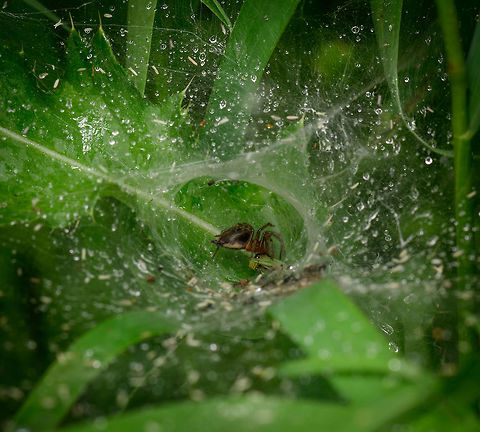 Agelena labyrinthica, Heeswijk, Netherlands Not a great pose or photo, but I do enjoy observing these species. The Netherlands has only 14 species in this genus of which Agelena labyrinthica is the most common one. They are quite tricky to photograph as they are quite paranoid. A small vibration of their enormous cog web typically lures them out whilst a bigger vibration sends them deep into the end of the funnel, as seen here, where they eat in peace. Got a better view of this several years ago:
https://www.jungledragon.com/image/11251/the_funnel_of_death.html Agelena labyrinthica,Europe,Heeswijk-Dinther,Netherlands,World