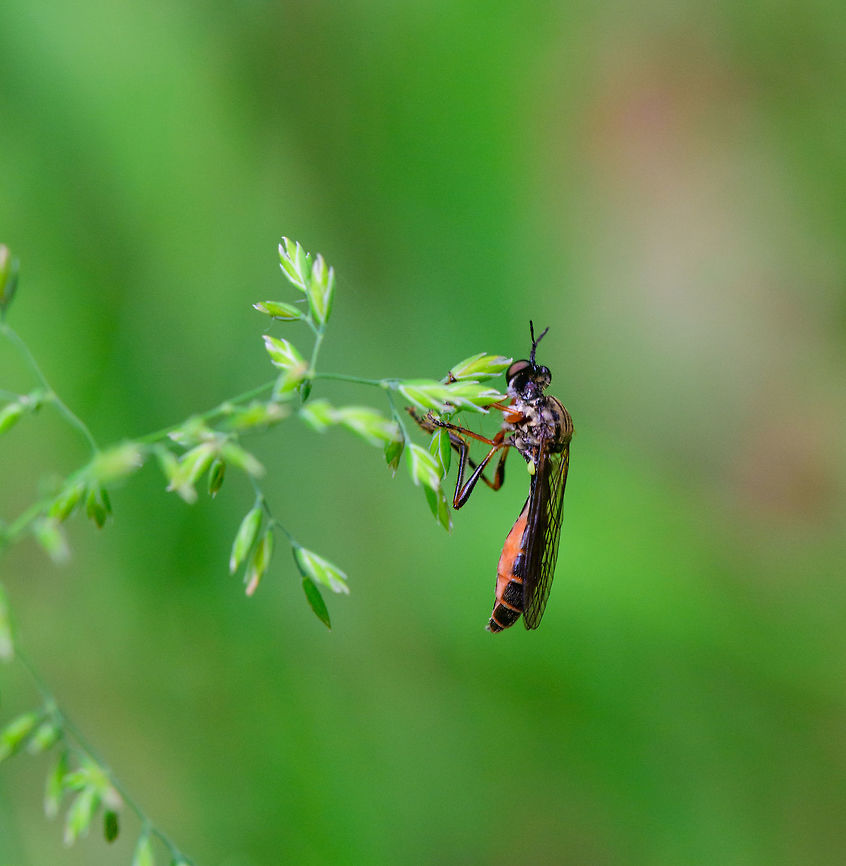 Dioctria hyalipennis - female, Heeswijk, Netherlands Female of the Dioctria hyalipennis, named &quot;common leaf hunter&quot; in dutch. Size is roughly 1cm or less. Dioctria hyalipennis,Europe,Heeswijk-Dinther,Netherlands,World