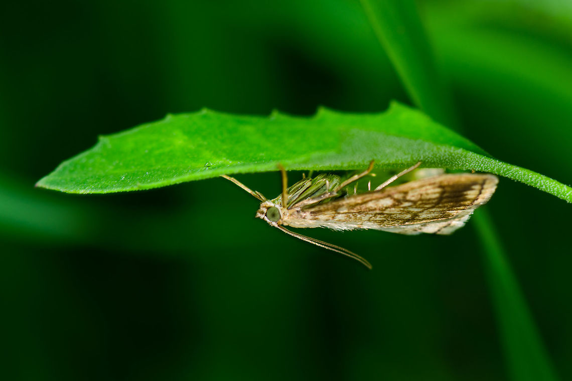 Barred Grass-veneer, Heeswijk, Netherlands As this is the only angle I have, it's tricky to identify. I narrowed down candidates based on known species in my area, flight time, habitat, and general appearance, in particular also the greenish eyes:<br />
<a href="http://www.microvlinders.nl/soorten/species.php?speciescode=430910&p=5" rel="nofollow">http://www.microvlinders.nl/soorten/species.php?speciescode=430910&p=5</a><br />
<br />
Not 100% sure, so feel free to challenge. I've also asked in a local FB group. If the species is correct, we call it the "swamp grass moth" in dutch. Agriphila inquinatella,Europe,Heeswijk-Dinther,Netherlands,World