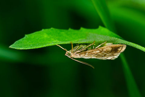 Barred Grass-veneer, Heeswijk, Netherlands As this is the only angle I have, it's tricky to identify. I narrowed down candidates based on known species in my area, flight time, habitat, and general appearance, in particular also the greenish eyes:
http://www.microvlinders.nl/soorten/species.php?speciescode=430910&p=5
Not 100% sure, so feel free to challenge. I've also asked in a local FB group. If the species is correct, we call it the "swamp grass moth" in dutch. Agriphila inquinatella,Europe,Heeswijk-Dinther,Netherlands,World