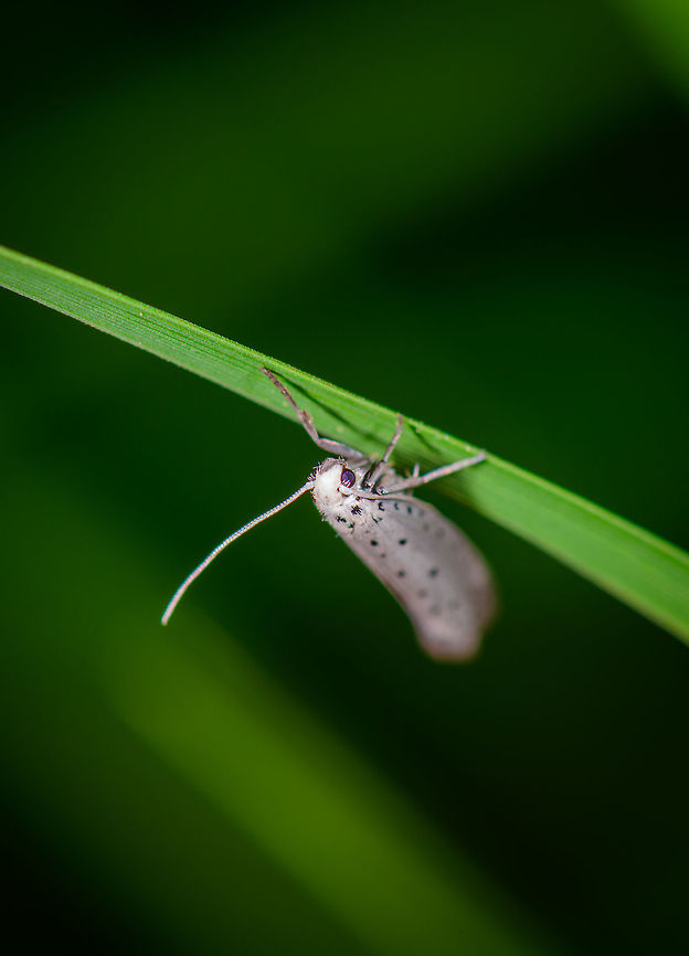 Bird-cherry ermine (Yponomeuta evonymella), Heesch, Netherlands Not the pose I was hoping for, but this tiny moth would not cooperate, and this makes identification challenging. There are a handful of moths in this genus with a very similar appearance. Only one stands out and is easy to identify: Bird-cherry ermine, the main key is 5 equal rows of black dots. <br />
<br />
So the question now is, is it my imagination wanting to see those 5 rows, seeing 3 equal ones, and assuming the other 2, or is this one simply not sure enough? <br />
<br />
Location and flight time match, this species (if correct) is very common also in my area:<br />
<a href="http://www.microvlinders.nl/soorten/species.php?speciescode=160020&amp;p=1" rel="nofollow">http://www.microvlinders.nl/soorten/species.php?speciescode=160020&amp;p=1</a> Europe,Heesch,Netherlands,World,moths