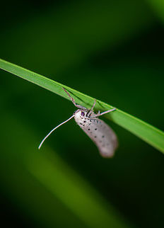 Bird-cherry ermine (Yponomeuta evonymella), Heesch, Netherlands Not the pose I was hoping for, but this tiny moth would not cooperate, and this makes identification challenging. There are a handful of moths in this genus with a very similar appearance. Only one stands out and is easy to identify: Bird-cherry ermine, the main key is 5 equal rows of black dots. 

So the question now is, is it my imagination wanting to see those 5 rows, seeing 3 equal ones, and assuming the other 2, or is this one simply not sure enough? 

Location and flight time match, this species (if correct) is very common also in my area:
http://www.microvlinders.nl/soorten/species.php?speciescode=160020&p=1 Europe,Heesch,Netherlands,World,moths