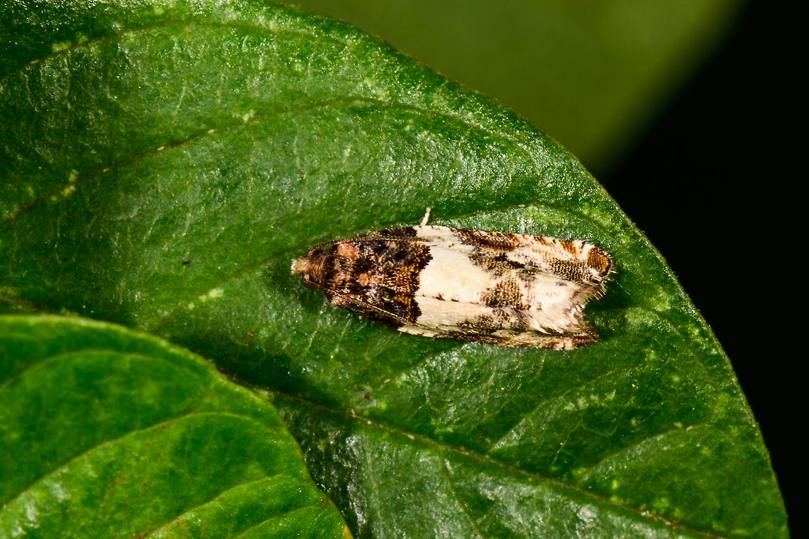 Common cloaked shoot, Heesch, Netherlands Found fairly high up on a leaf. Part of the family of leafroller moths, which are endless in supply and incredibly diverse. In a way, it&#039;s kind of surprising how few we have on the platform. Just the Netherlands alone (a tiny country in a pretty poor natural state) has hundreds of species in just this family alone:<br />
<a href="http://www.microvlinders.nl/soorten/thumbnail_index.php?familie=Tortricidae&amp;type=lijst" rel="nofollow">http://www.microvlinders.nl/soorten/thumbnail_index.php?familie=Tortricidae&amp;type=lijst</a><br />
<br />
Guess I know what to look out for, hope you feel the same :) Europe,Gypsonoma dealbana,Heesch,Netherlands,World,moths