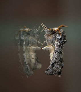 Oak Processionary imago, Heesch, Netherlands This photo is the result of Lisa and Christine putting in motion Moth Week. For the first time, it made me try out a little moth trapping exercise in the garden. An extremely simple setup: white blanket sheet on the wall, illuminated with a strong light. 
My expectations were low. Because the area we live in has many light sources, our garden being small and fully renewed this spring, and very likely I'm using the wrong light (I've read success rate dramatically increases with light of a specific wavelength that more closely resembles that of the sun). 
I had a spectacular start. First, I duck-taped the sheet to the wall, but it kept collapsing. Then I used screws to hold it in place. When trying to hang the light on one of the screws, I dropped it, and I cut my thumb on the shatters. Replacing the light bulb after the bleeding, it started to rain. We've had a record breaking drought for 2 months, yet at this very moment it started raining, endangering this open electricity that includes a very hot lamp.
Persisting some more, the rain was gone, and the second I turned on the light and turned of all other lights, immediately this one appears. The morning after, only now do I realize its the infamous Oak Processionary in its adult form. The caterpillar of this moth is considered a severe pest to people, and as soon as they are found, the tree is treated with a fluid poisonous only to this species. Furthermore, blue tit birds, which we have a lot of around the garden, deliver biological pest control.
Somehow this individual survived all that and made it to adulthood. I respect that. On the light:
https://www.jungledragon.com/image/63377/oak_processionary_imago_-_front_view_heesch_netherlands.html Europe,Heesch,Moth Week 2018,Moths,Netherlands,Oak Processionary,Thaumetopoea processionea