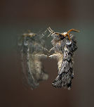 Oak Processionary imago, Heesch, Netherlands This photo is the result of Lisa and Christine putting in motion Moth Week. For the first time, it made me try out a little moth trapping exercise in the garden. An extremely simple setup: white blanket sheet on the wall, illuminated with a strong light. <br />
<br />
My expectations were low. Because the area we live in has many light sources, our garden being small and fully renewed this spring, and very likely I'm using the wrong light (I've read success rate dramatically increases with light of a specific wavelength that more closely resembles that of the sun). <br />
<br />
I had a spectacular start. First, I duck-taped the sheet to the wall, but it kept collapsing. Then I used screws to hold it in place. When trying to hang the light on one of the screws, I dropped it, and I cut my thumb on the shatters. Replacing the light bulb after the bleeding, it started to rain. We've had a record breaking drought for 2 months, yet at this very moment it started raining, endangering this open electricity that includes a very hot lamp.<br />
<br />
Persisting some more, the rain was gone, and the second I turned on the light and turned of all other lights, immediately this one appears. The morning after, only now do I realize its the infamous Oak Processionary in its adult form. The caterpillar of this moth is considered a severe pest to people, and as soon as they are found, the tree is treated with a fluid poisonous only to this species. Furthermore, blue tit birds, which we have a lot of around the garden, deliver biological pest control.<br />
<br />
Somehow this individual survived all that and made it to adulthood. I respect that. On the light:<br />
https://www.jungledragon.com/image/63377/oak_processionary_imago_-_front_view_heesch_netherlands.html Europe,Heesch,Moth Week 2018,Moths,Netherlands,Oak Processionary,Thaumetopoea processionea